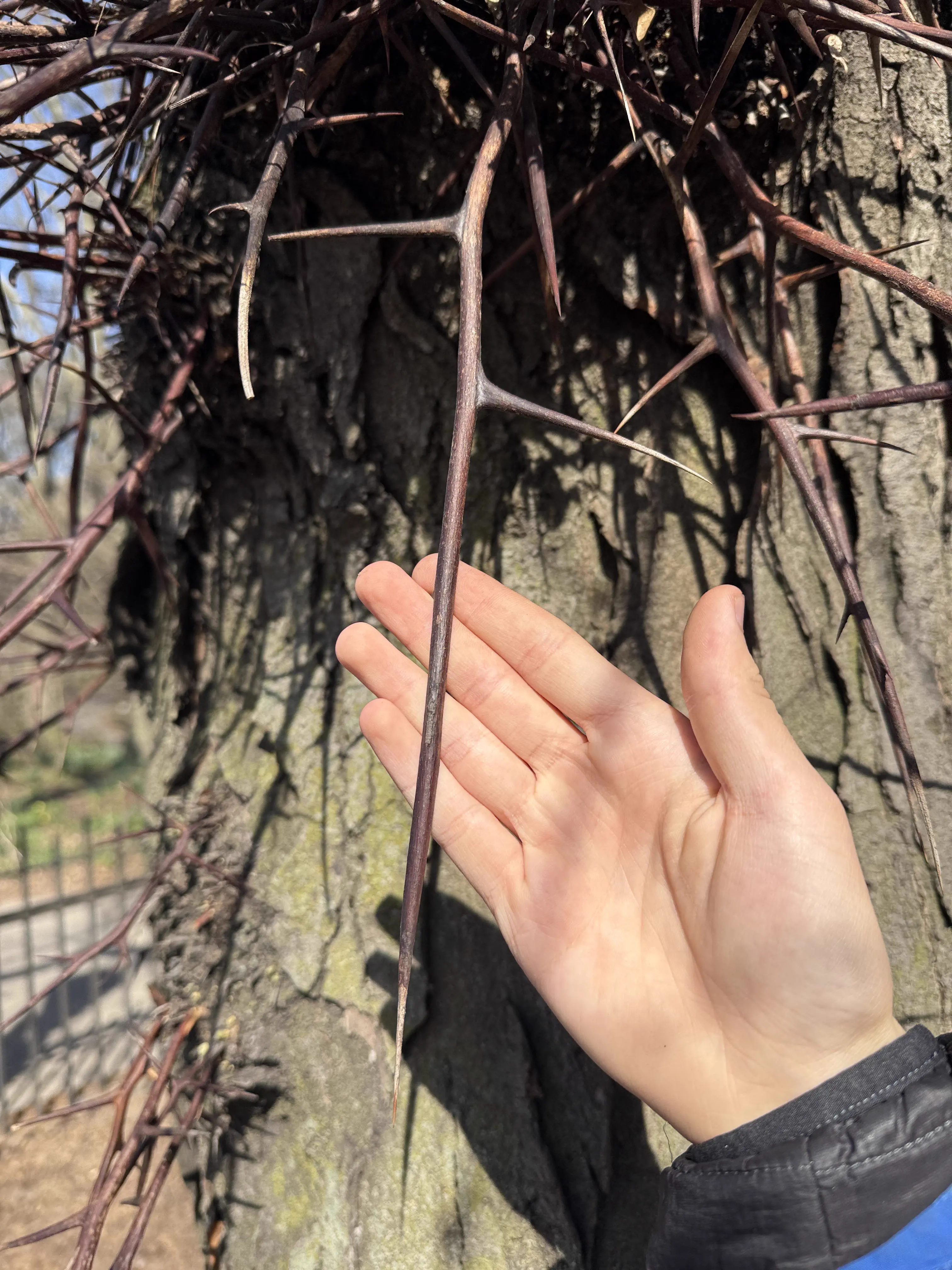 We Found 9 Things That Defy Logic and Scale Itself đ€Ż 18 Absolute Units of a tree thorn