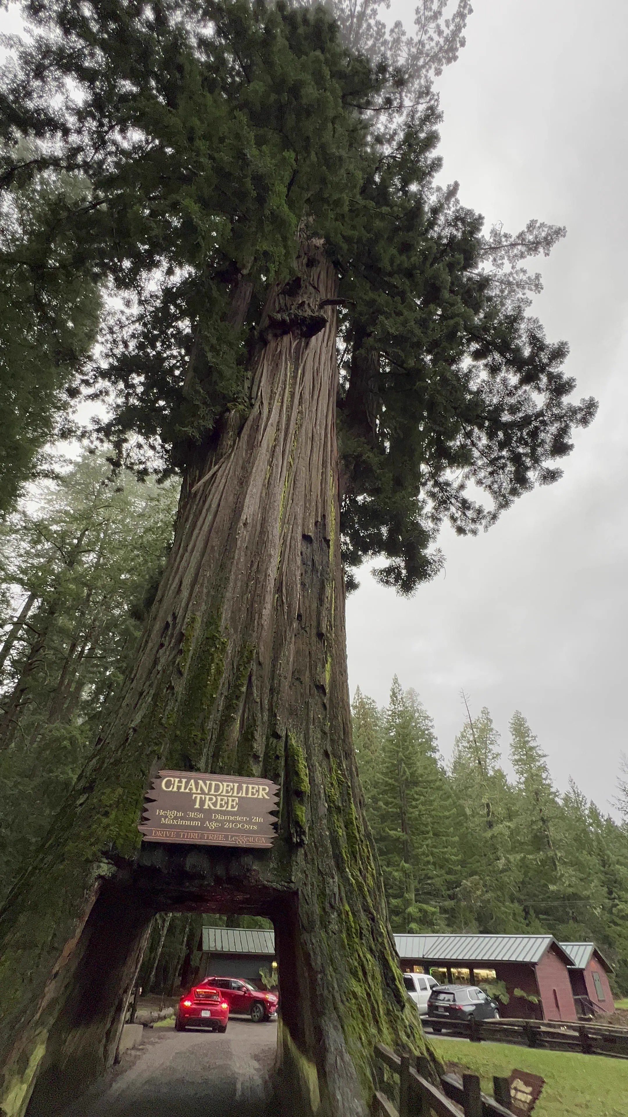 The 10 Most Colossal Units That Broke Our Scroll đ€Ż 16 Absolute Units of a tree
