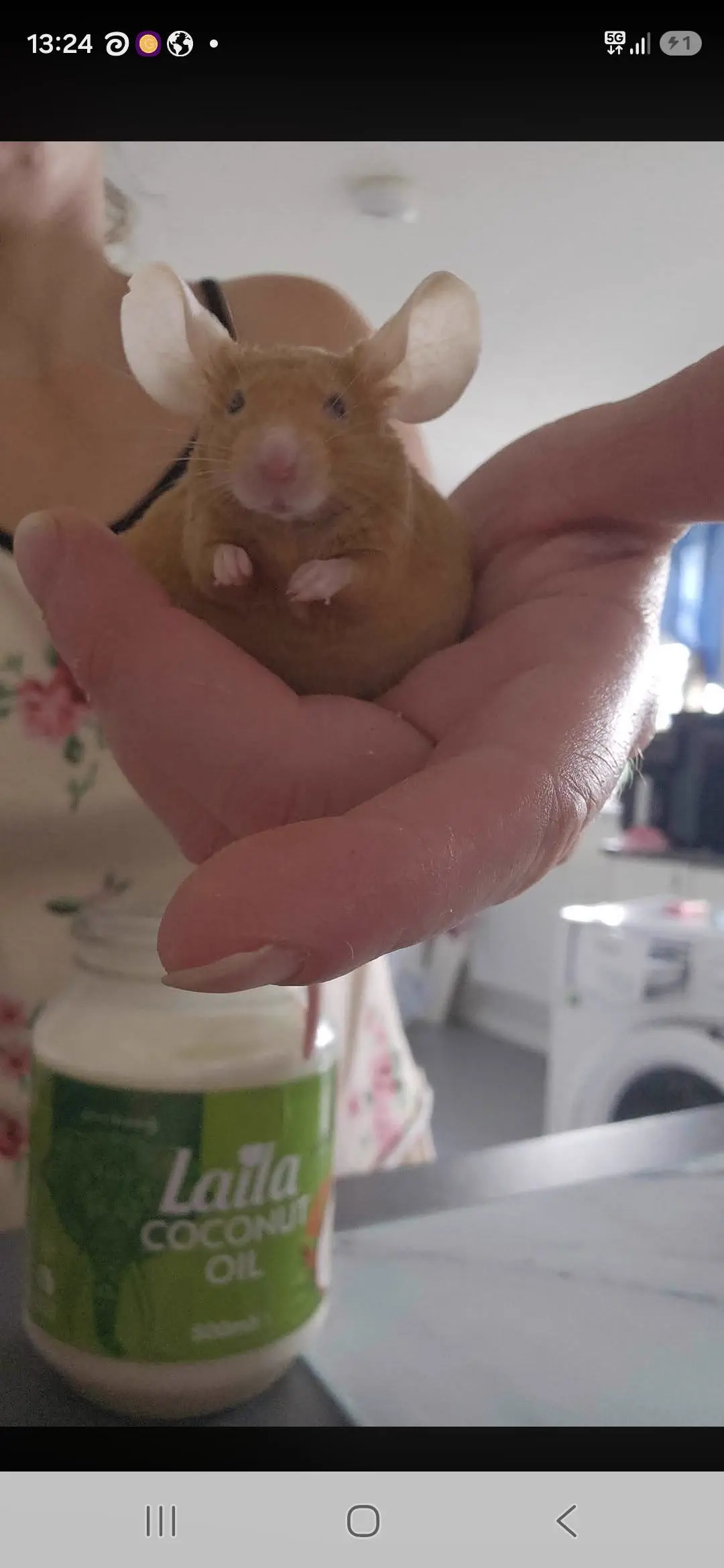 QUESTION: Why Are These 8 Absolute Units So Massive? đ« 15 A mouse with unusually massive ears
