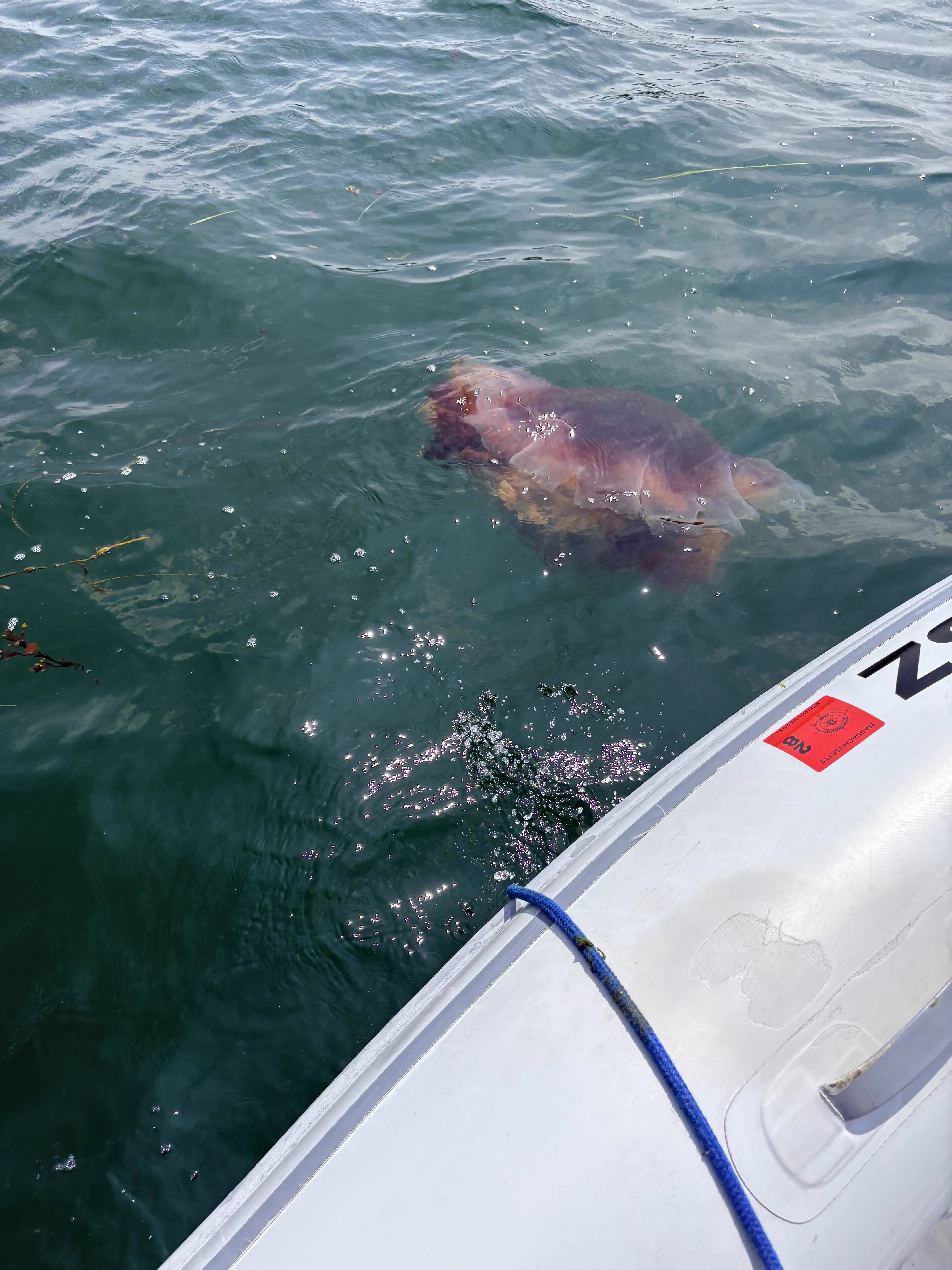 RANKING: The 10 Chonkiest Units Ever Documented đ« 14 Absolute Units of the biggest jellyfish, a lion's mane spotted in Cape Ann, Massachusetts