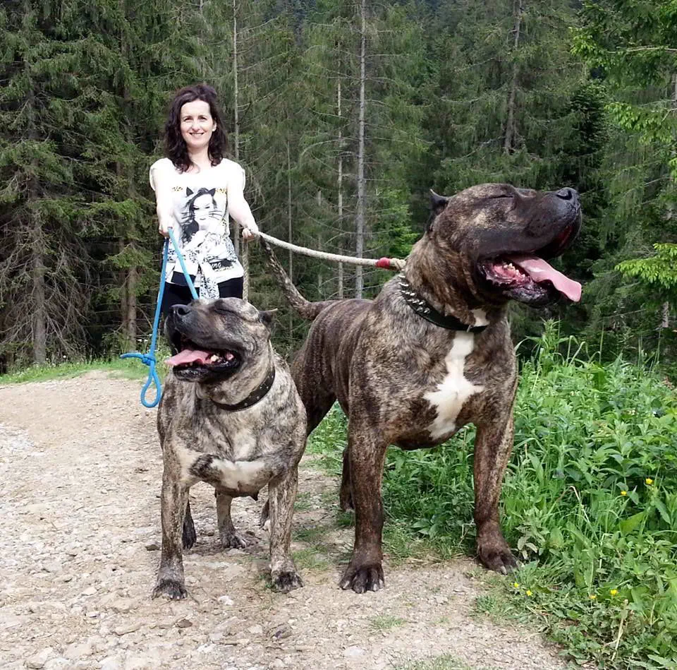 The 10 Most Colossal Units That Broke Our Scroll đ€Ż 14 Absolute Units presa canario doggies