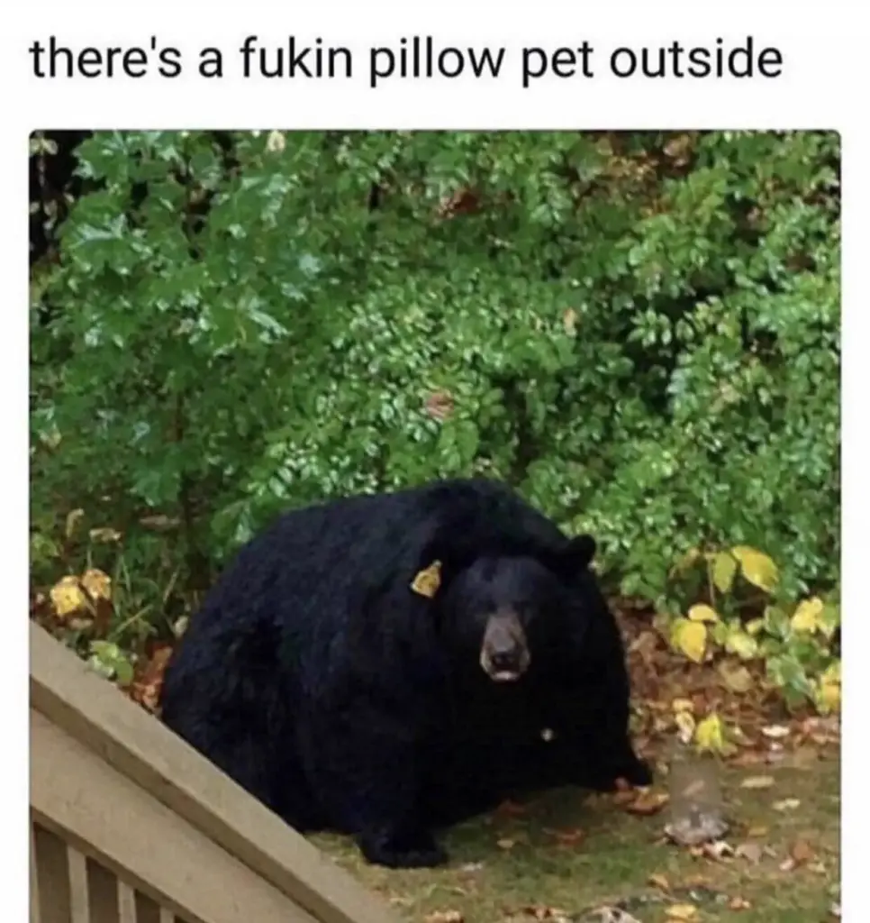 We Found 10 Things That Defy Logic in Full Beast Mode 12 absolute units this total chonk