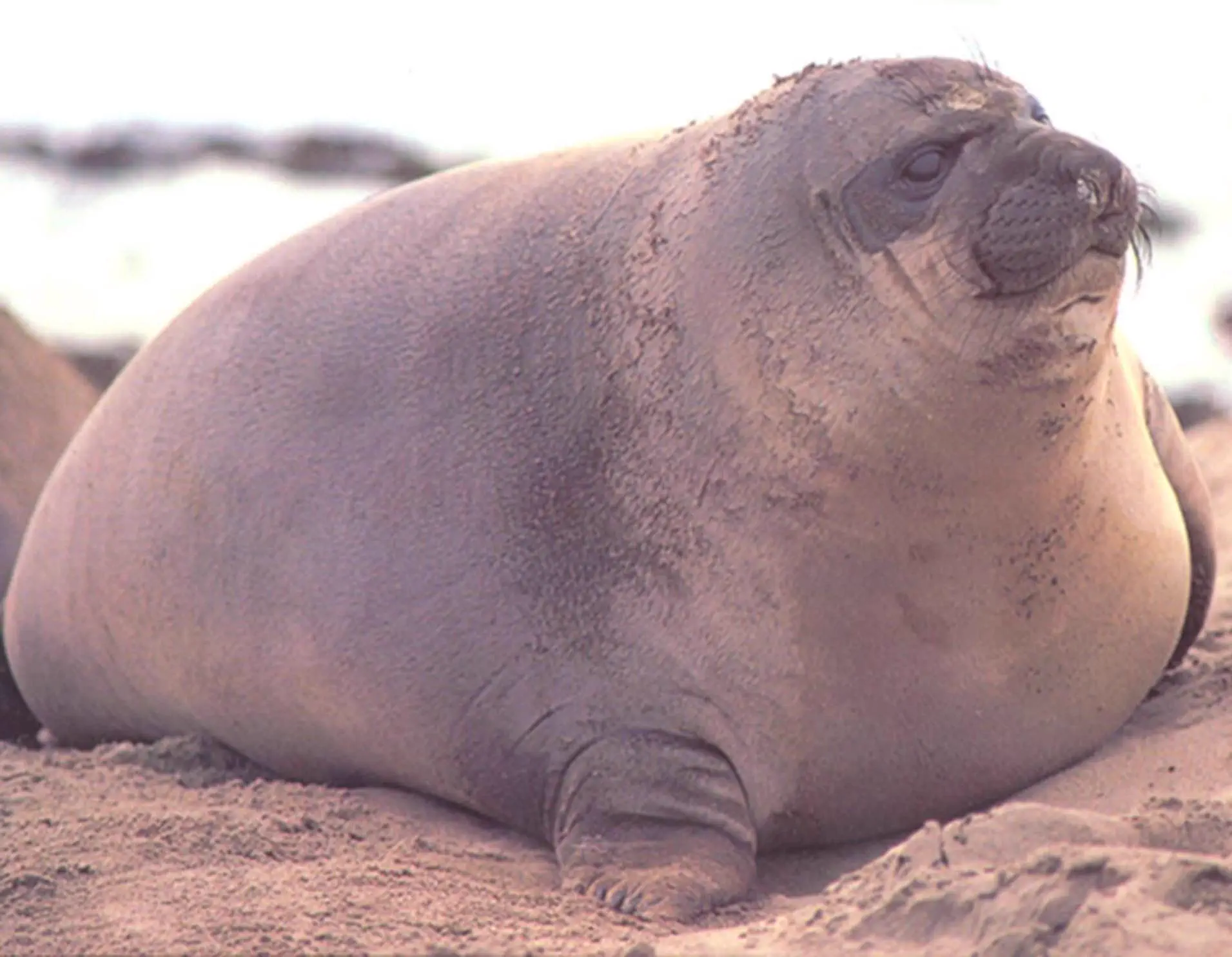 14 Absolute Units That Made Us Question Everything đ« 21 Absolute Units A super weaner is an elephant seal pup that has been breastfed by two different mothers, allowing them to grow to gargantuan size for a pup