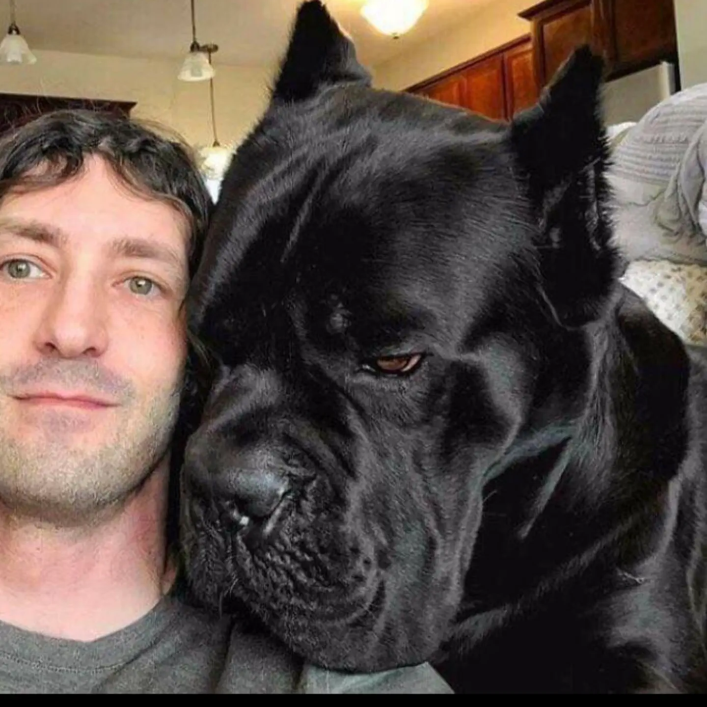 14 Absolute Units That Made Us Question Everything đ« 22 Absolute Units Cane corso. Now this is a unit of a dog.