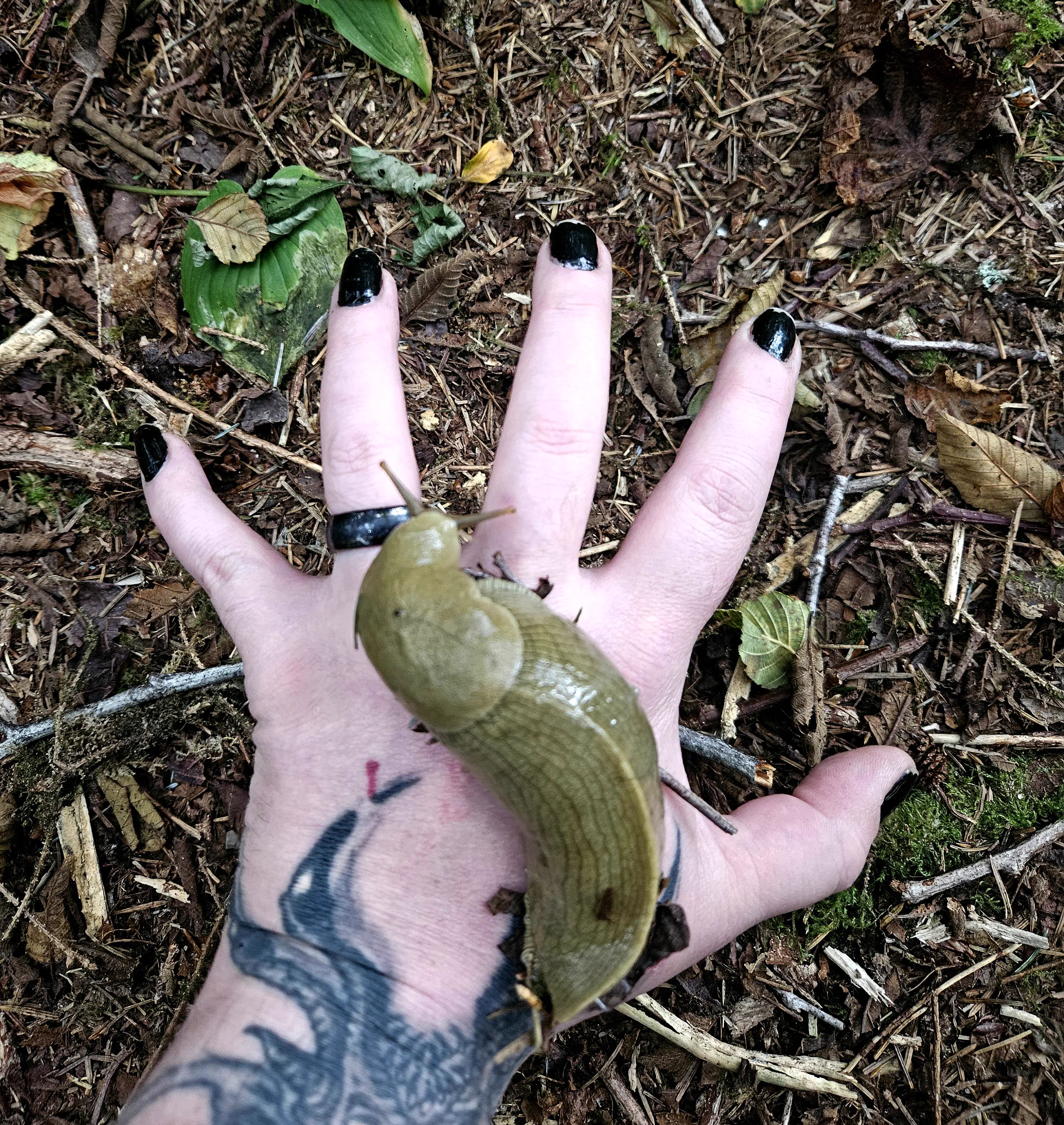 Why Are These 10 Absolute Units So Massive? đ« 17 Absolute Units of a banana slug
