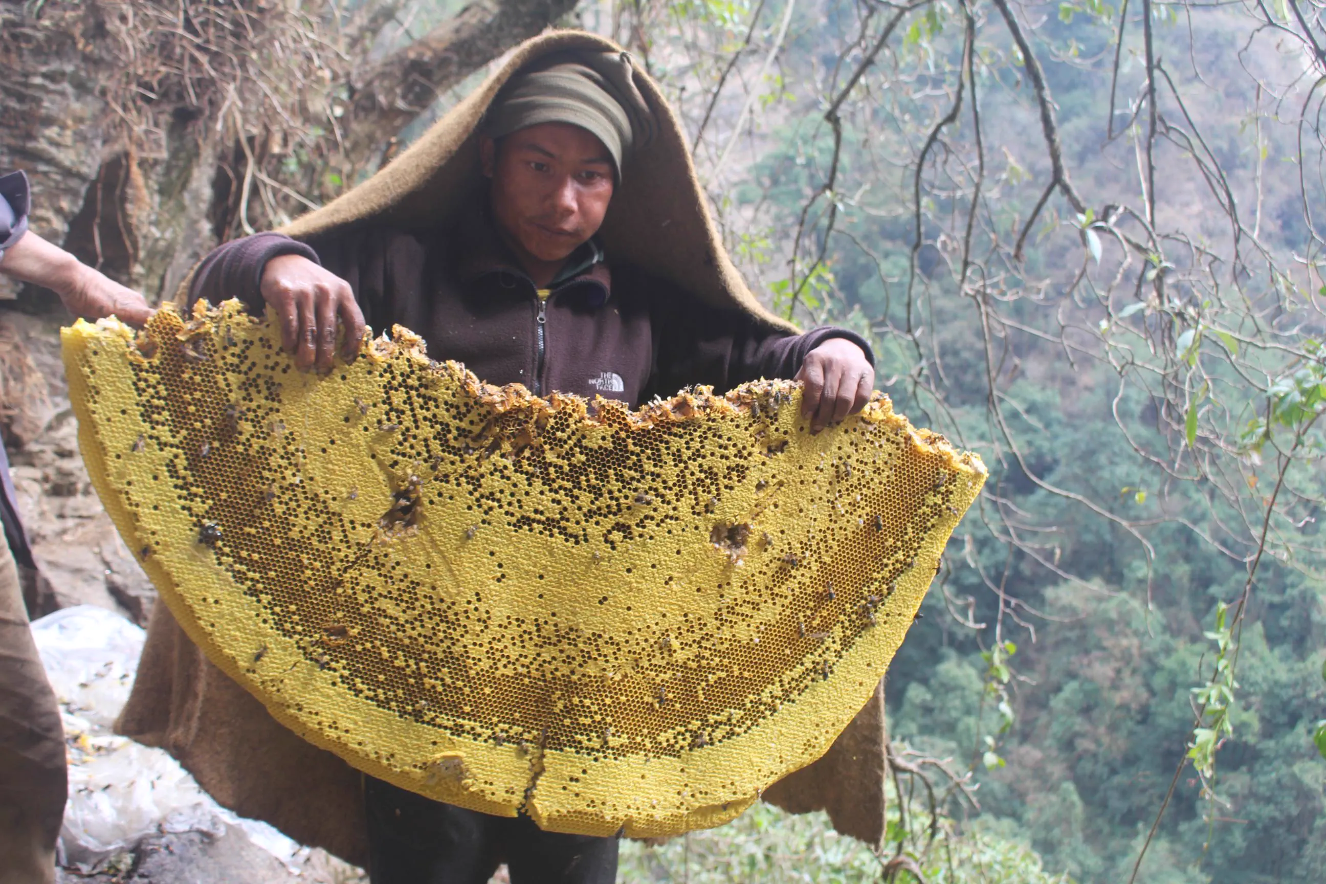 POV: You vs These 13 Absolute Tanks of Pure Chaos đ« 19 Absolute Units of a bee hive