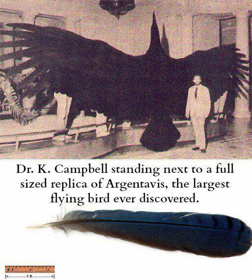11 Everyday Objects That Puffed Up Into Absolute Units đ« 15 Absolute Units of a bird