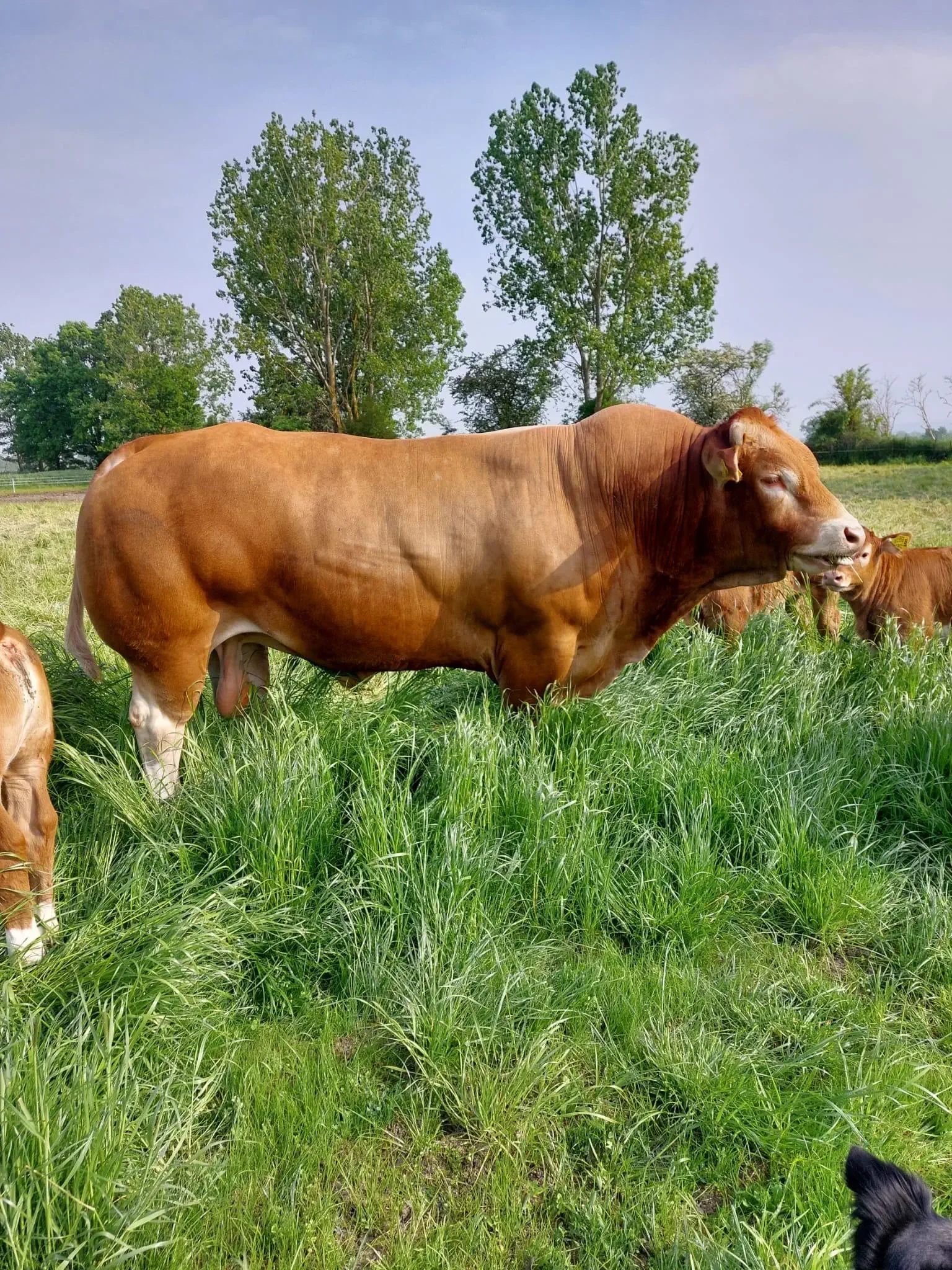 These 8 Everyday Objects Turned Into Absolute Units Overnight đ« 17 Massive breeding bull absolute unit in a field