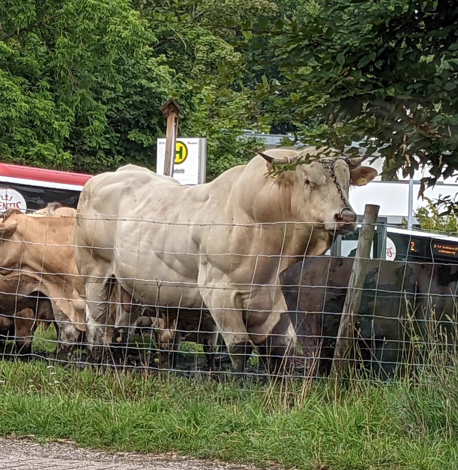 14 Absolute Units That Made Us Question Everything đ« 28 Absolute Units of a bull