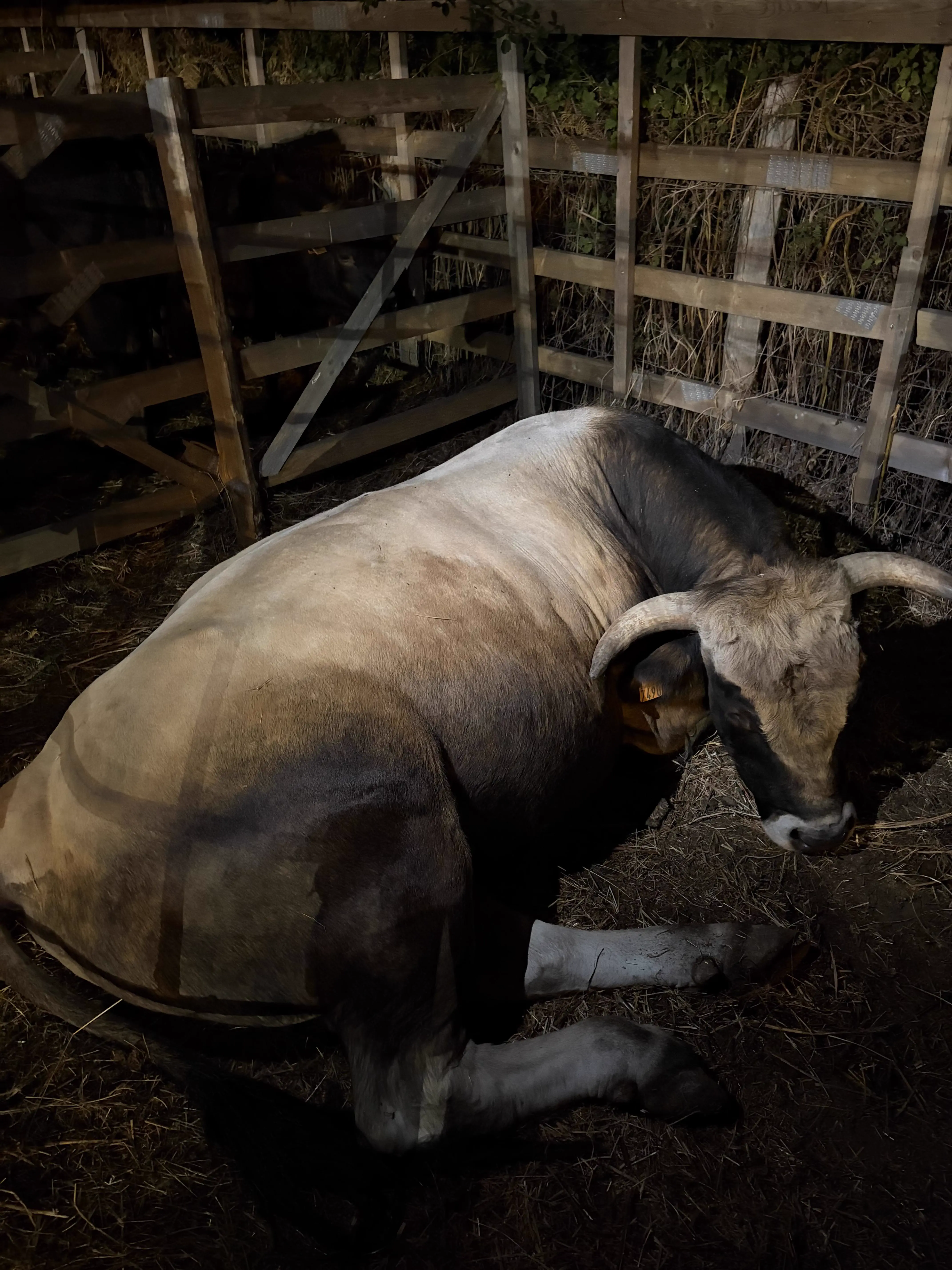 The 11 Most Colossal Units Ever Caught On Camera đ« 14 Absolute Units of a Bull