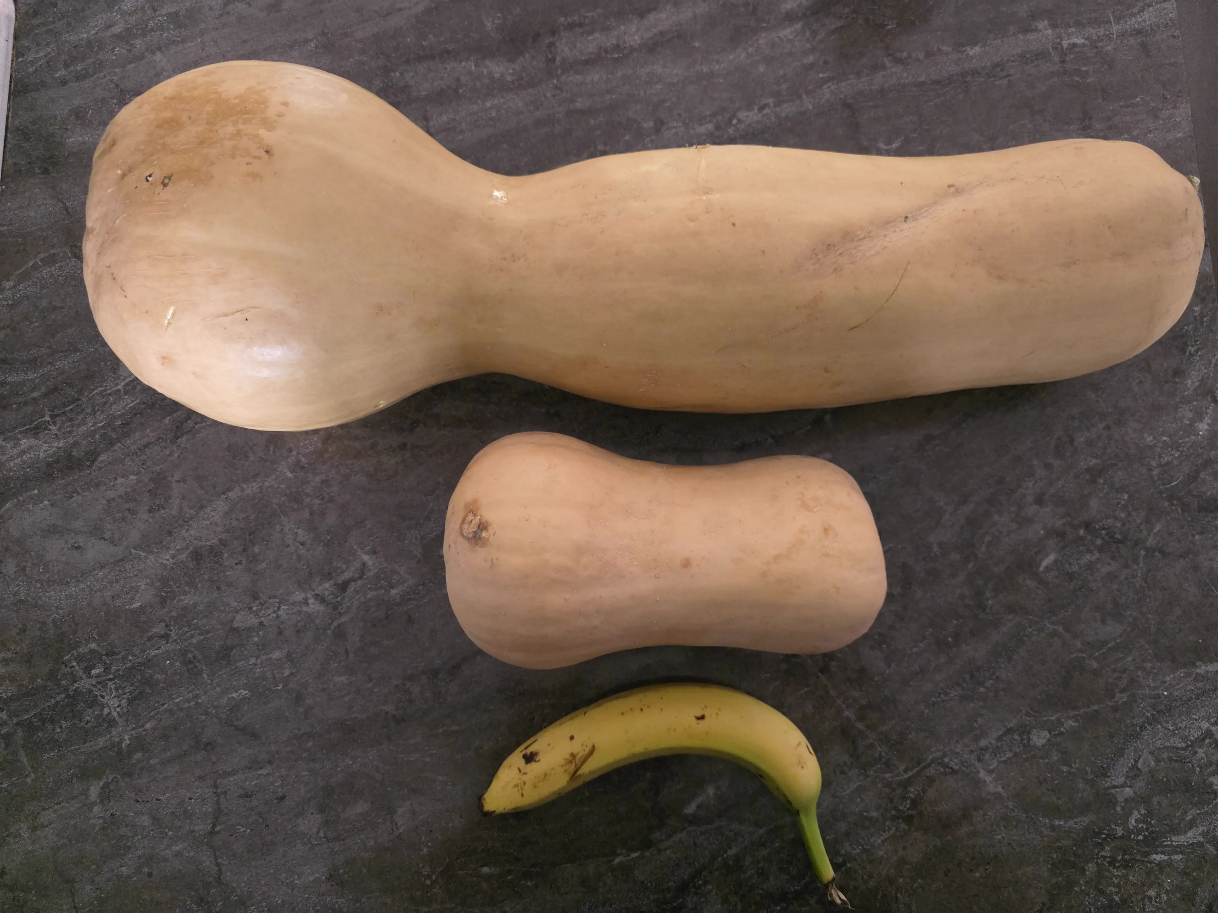 11 Everyday Objects That Puffed Up Into Absolute Units đ« 13 Absolute Units of a butternut squash (banana for scale)