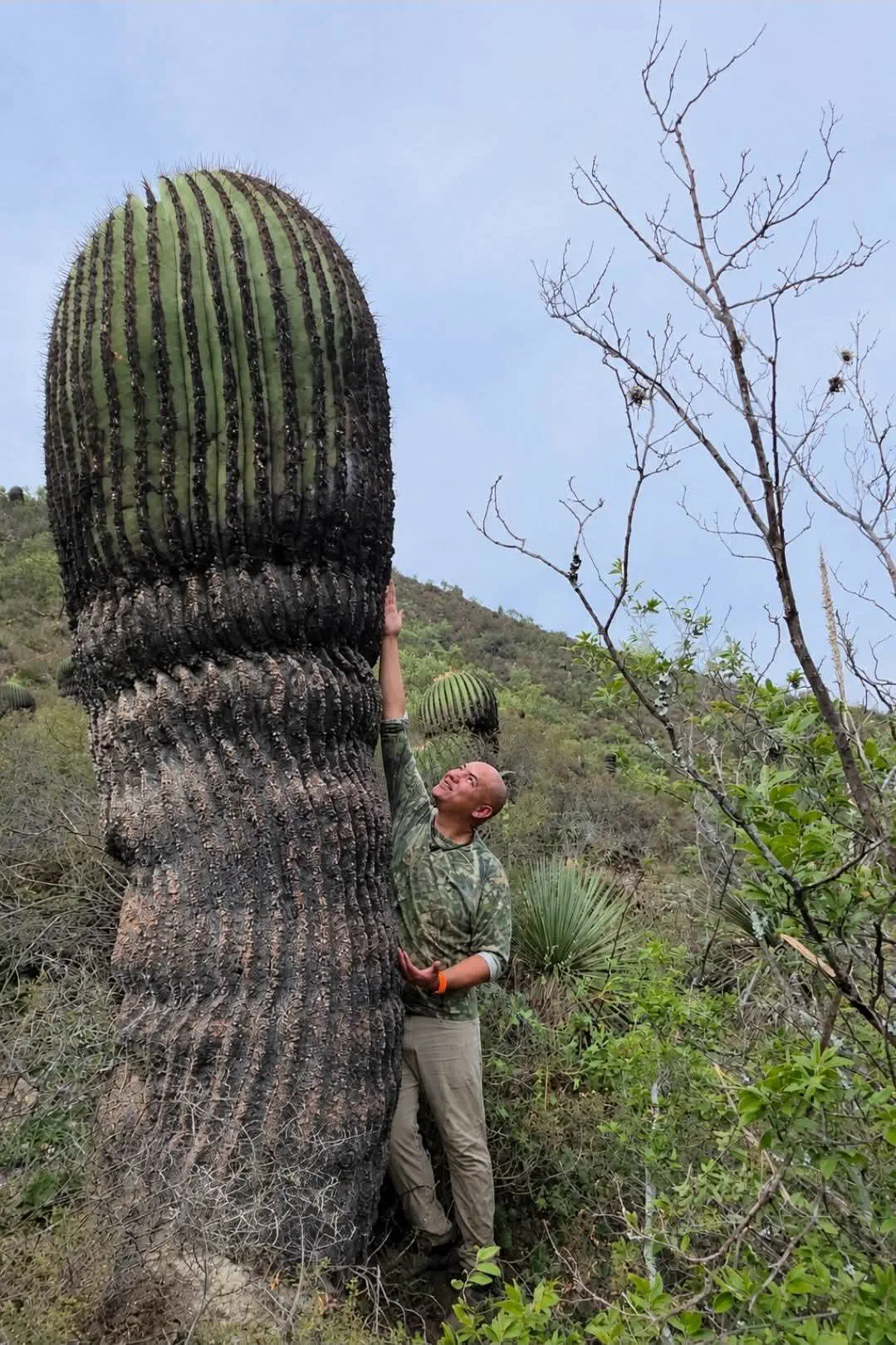 9 Oversized Legends That Rewrote the Laws of Scale 11 Absolute Units of a cactus