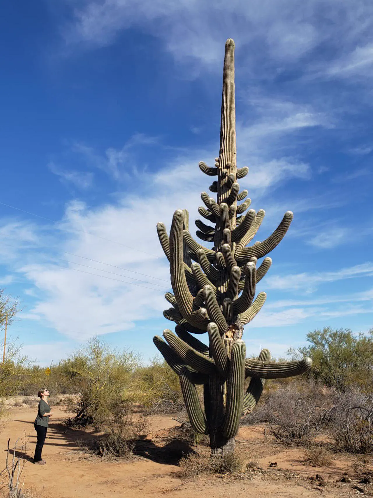 Why Are These 10 Absolute Units So Massive? đ« 13 Absolute Units of a cactus