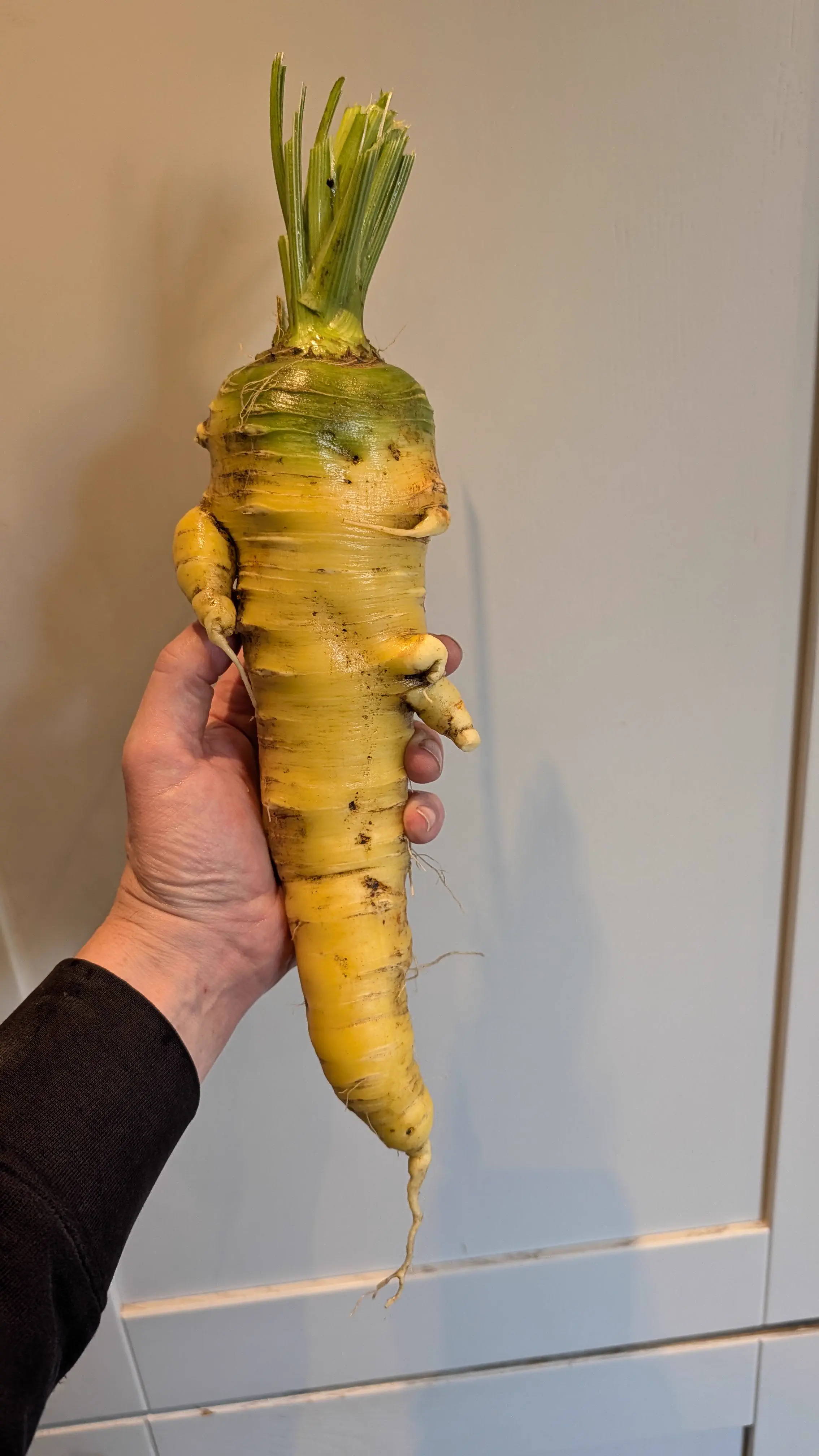 These 8 Everyday Objects Turned Into Absolute Units Overnight đ« 13 Colossal carrot absolute unit from a garden