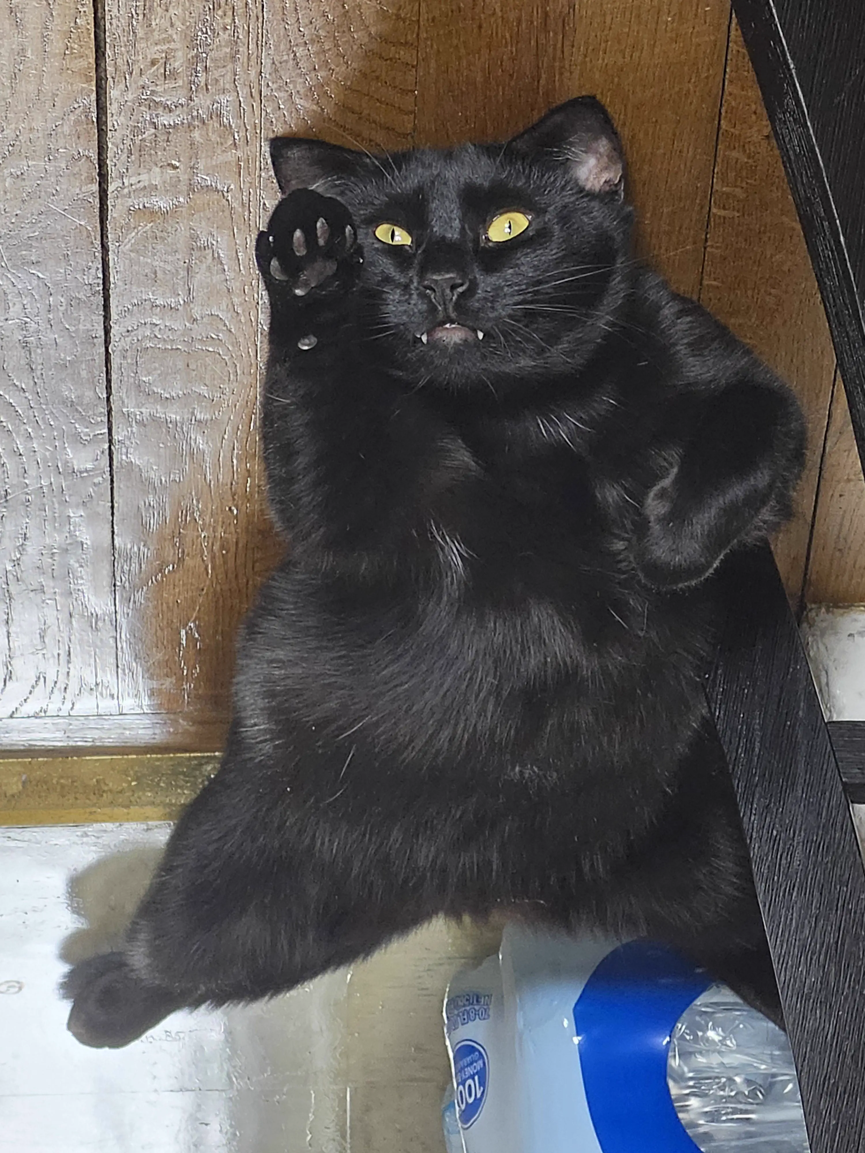 9 Oversized Legends That Rewrote the Laws of Scale 18 Absolute Units of a cat