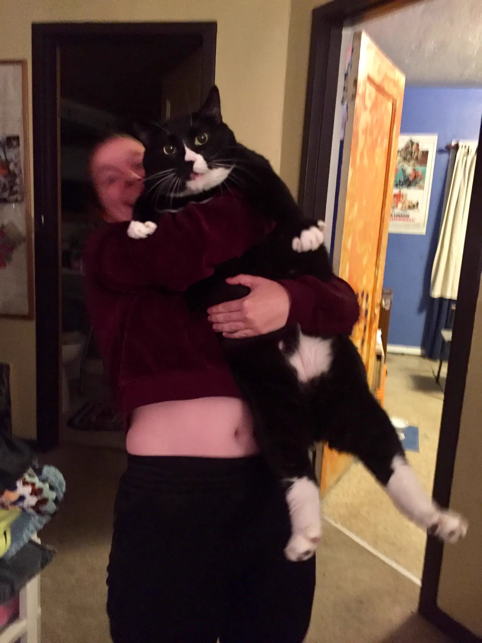7 Everyday Things That Grew Into Absolute Tanks đ« 11 Absolute Units of a CAT