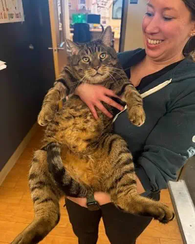 13 Absolute Units That Look Photoshopped But Aren't đ« 17 Absolute Units of a cat
