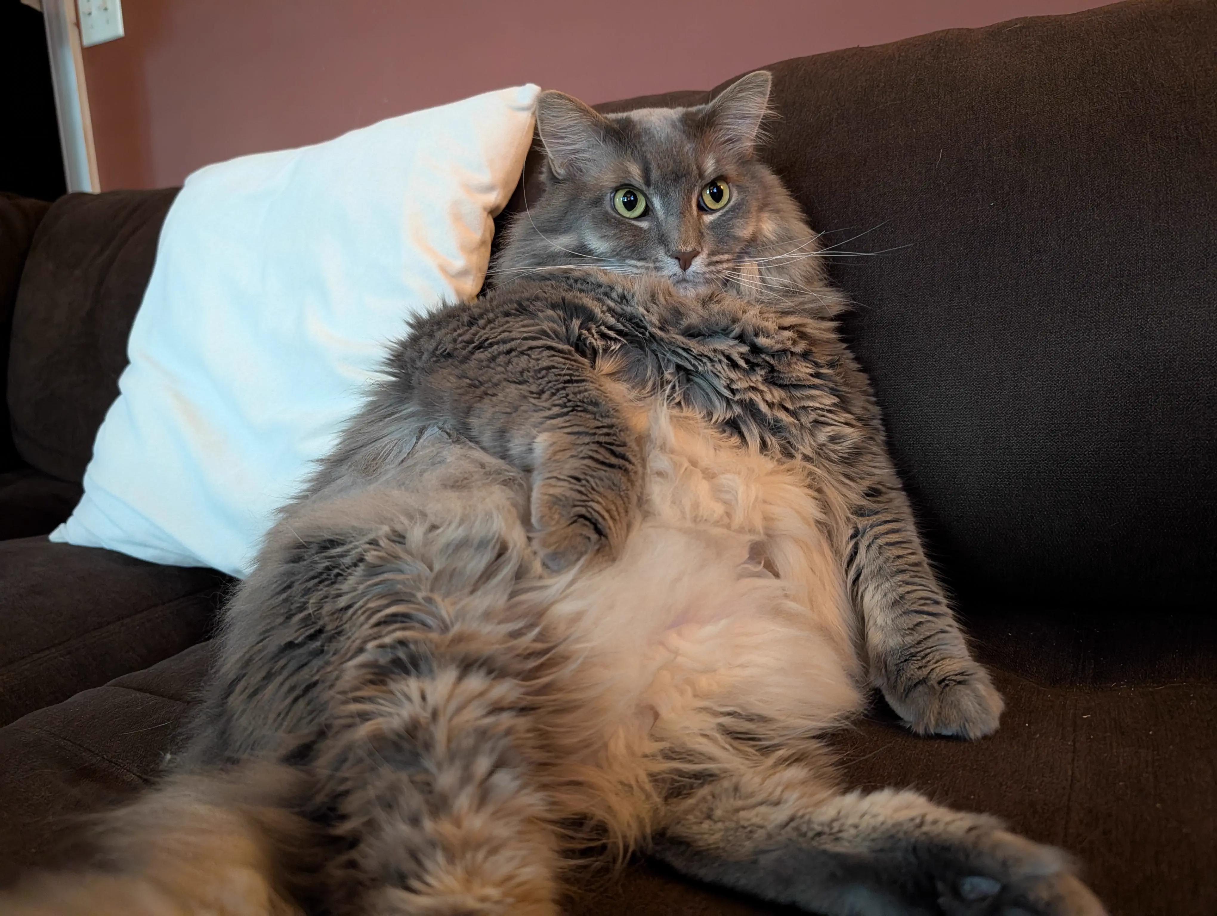 8 Oversized Wonders That Shouldn't Be Real đ€Ż 13 Absolute Units of a cat in Al Bundy mode watching TV