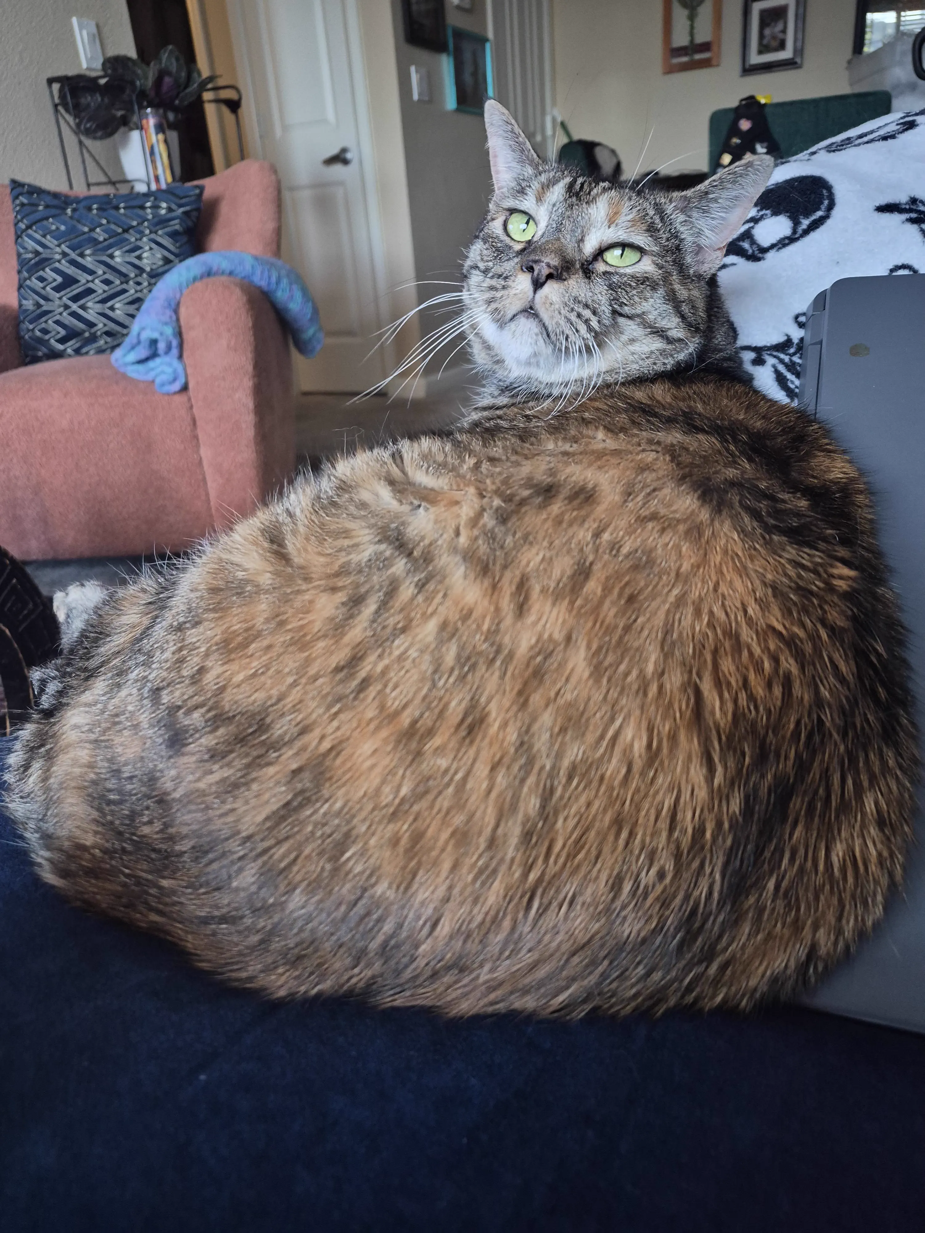 POV: You vs These 13 Absolute Tanks of Pure Chaos đ« 17 Absolute Units of a cat