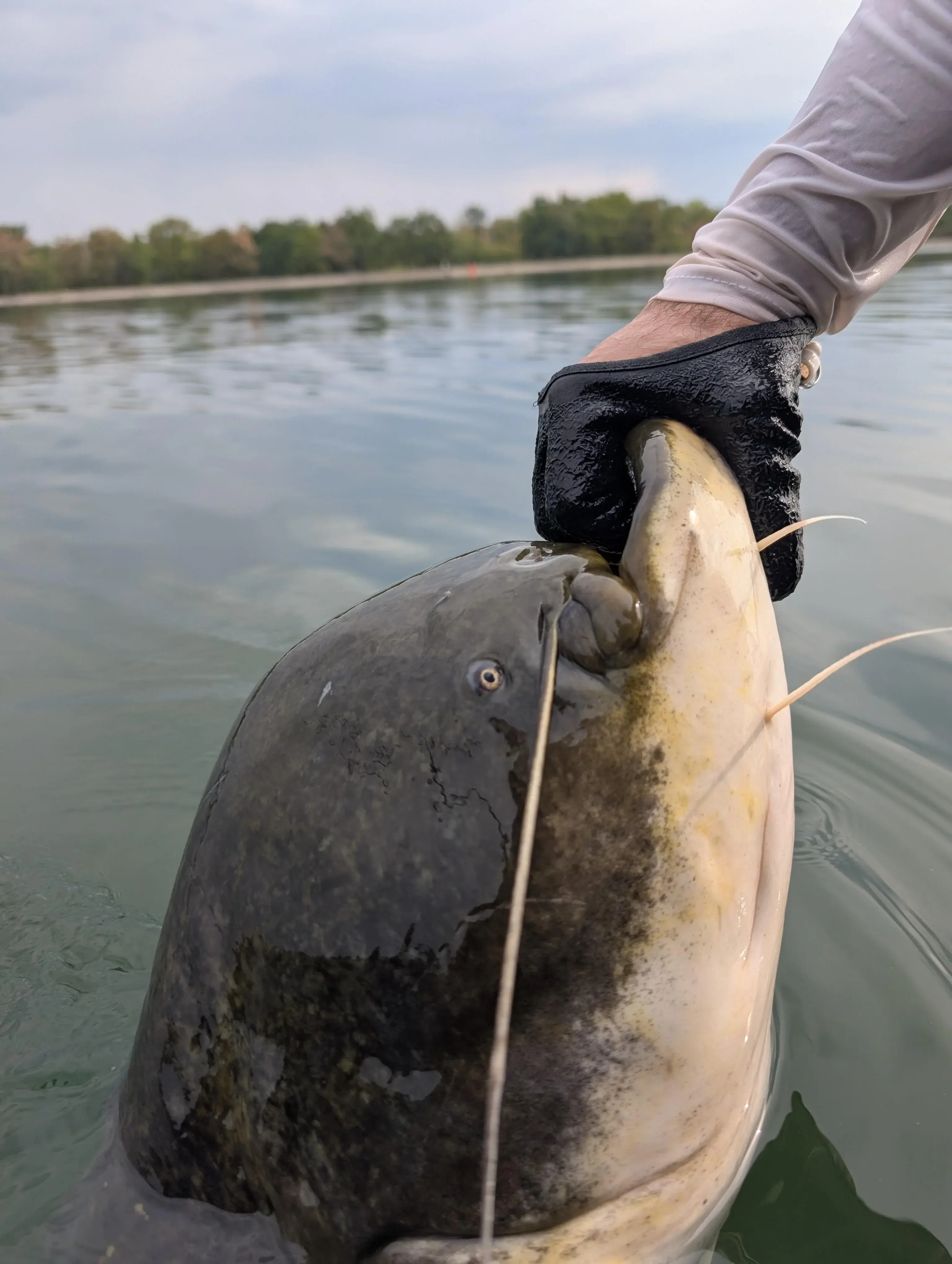 14 Absolute Units That Made Us Question Everything đ« 27 Absolute Units of a catfish (by U/EpicWaller)