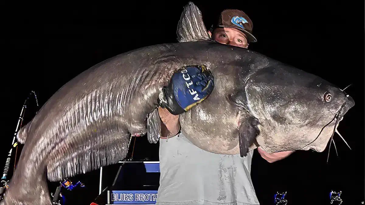 6 Chaotic Creatures Built Different đ« 8 Absolute Units of a catfish