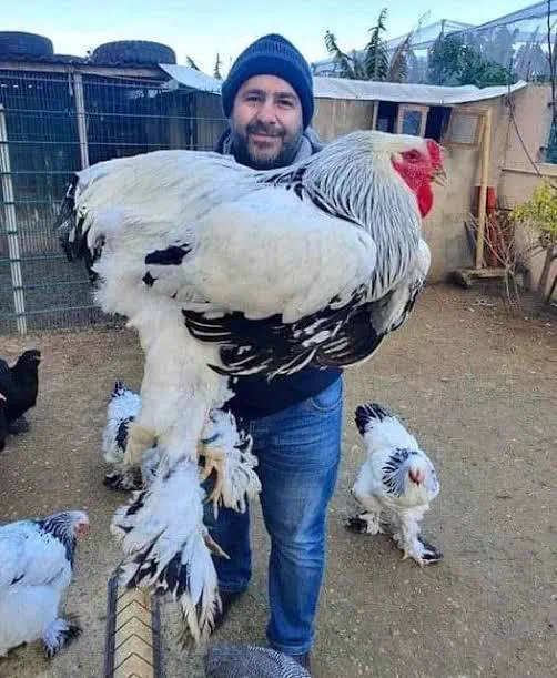 9 Unhinged Absolute Units That Rewrote the Rules of Reality 12 Absolute Units of a chicken