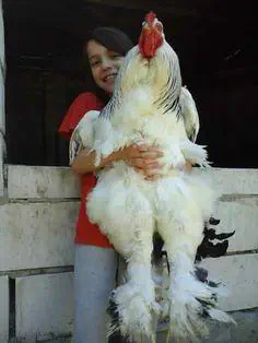 5 Chaotic Units That Rewrote the Rulebook đ« 7 Absolute Units of a chicken