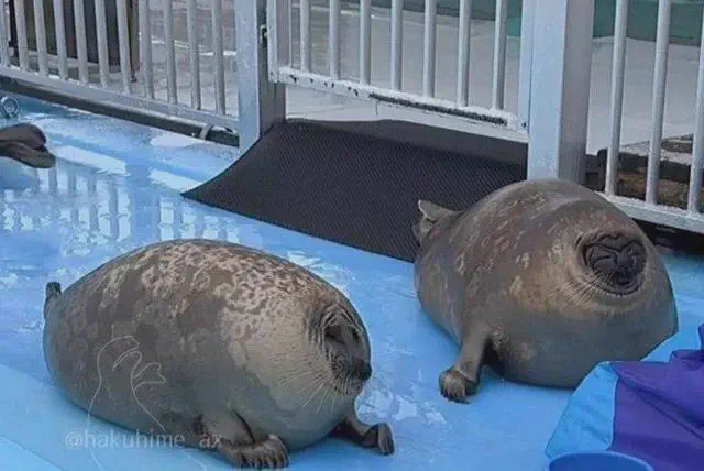 8 Chonky Legends That Stole Our Hearts Instantly đ«¶ 13 Absolute Units of a couple