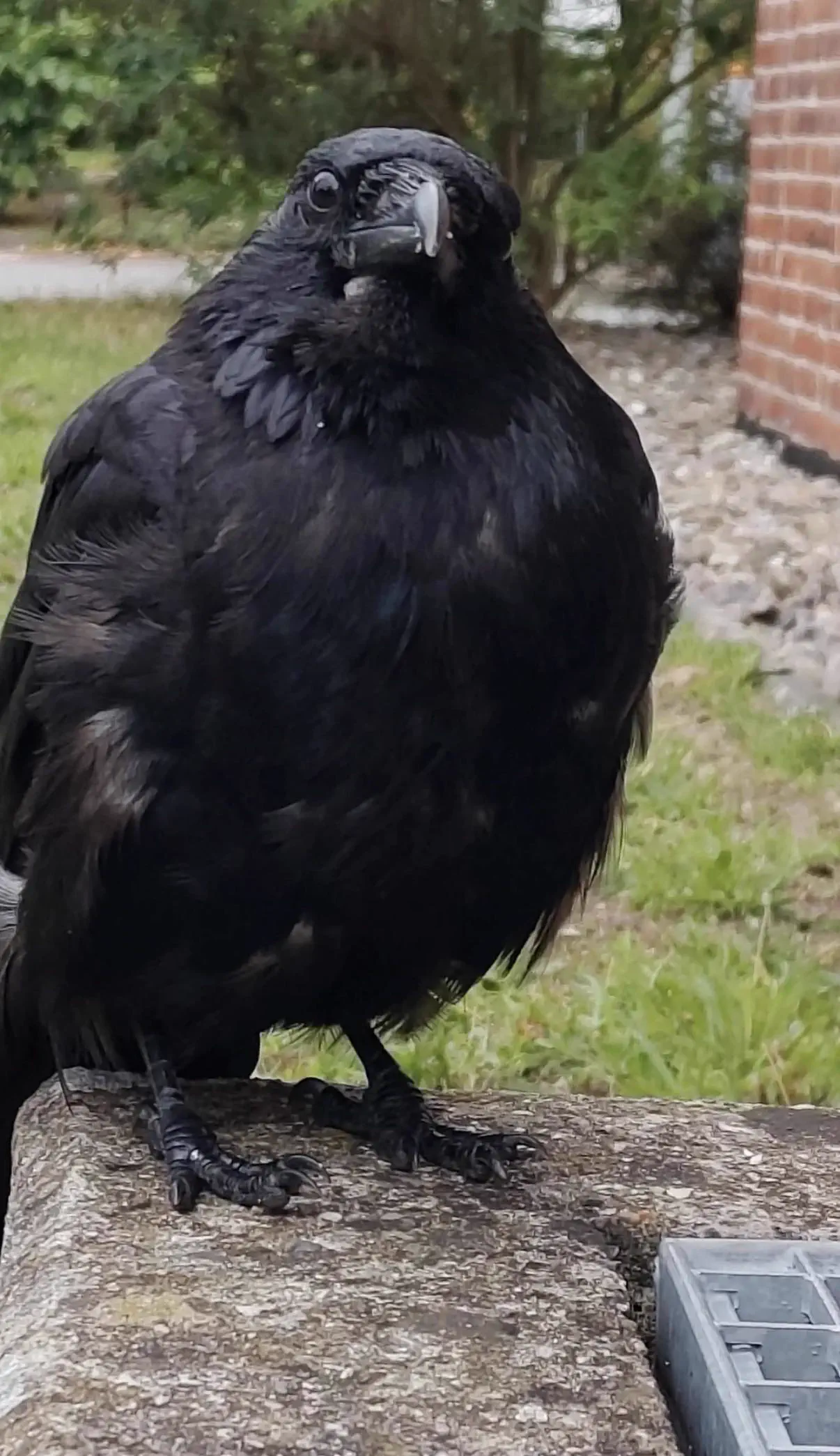 6 Chaotic Creatures Built Different đ« 11 Absolute Units of a crow