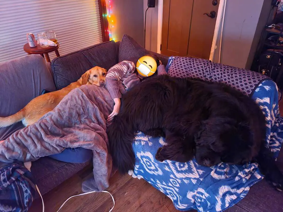 POV: You vs These 13 Absolute Tanks of Pure Chaos đ« 21 Absolute Units of a dog