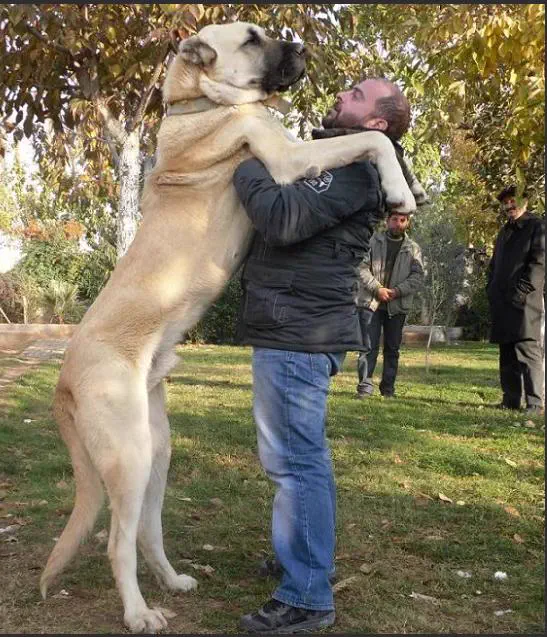 13 Absolute Units That Look Photoshopped But Aren't đ« 15 Absolute Units of a dog