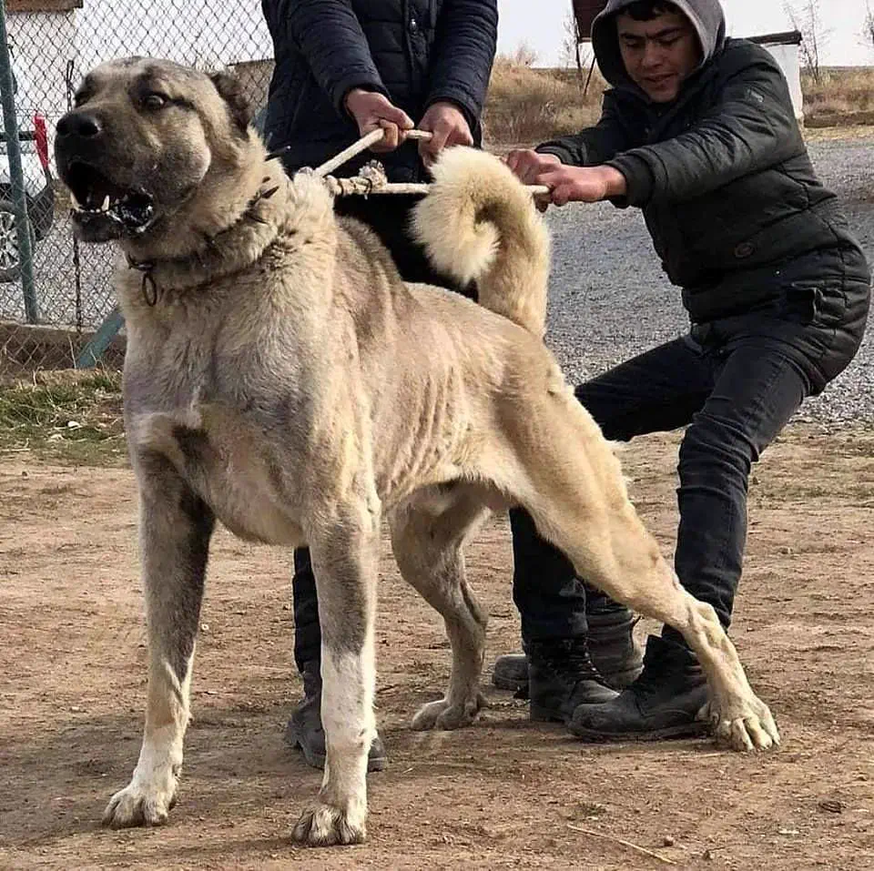 9 Unhinged Absolute Units That Rewrote the Rules of Reality 16 Absolute Units of a Kangal dog