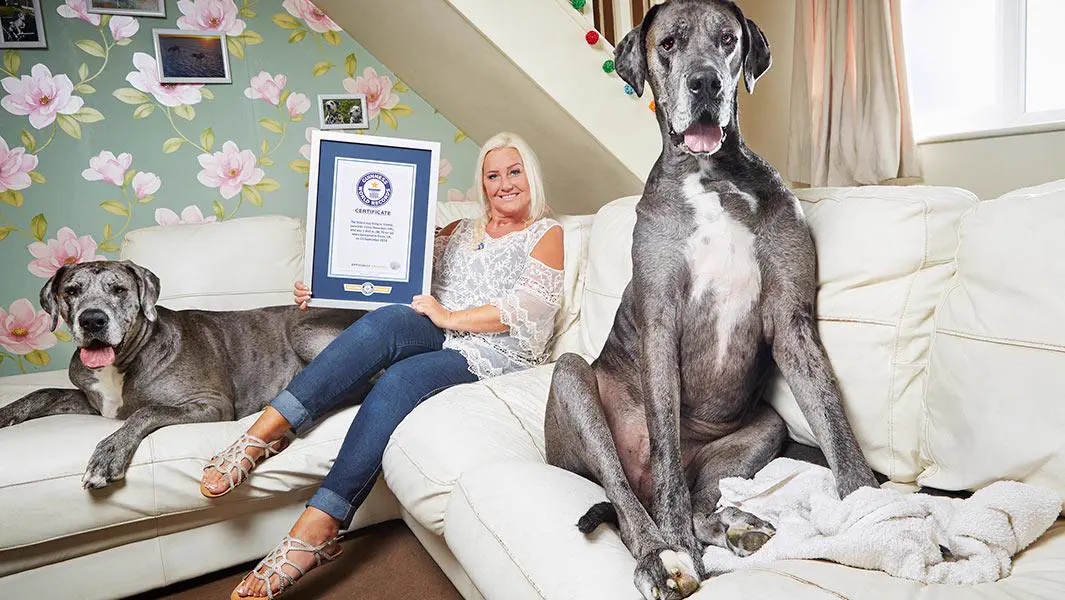 8 Chonky Legends That Stole Our Hearts Instantly đ«¶ 12 Absolute Units of a dog