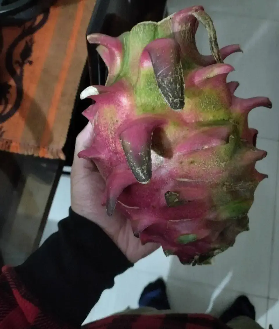 11 Oversized Legends That Rewrote the Rulebook đ« 20 Absolute Units of a dragon fruit