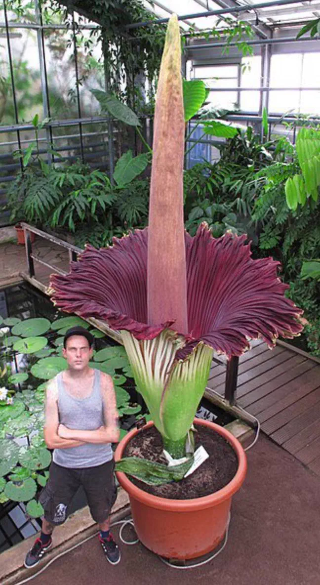 11 Everyday Objects That Puffed Up Into Absolute Units đ« 21 Absolute Units of a flower