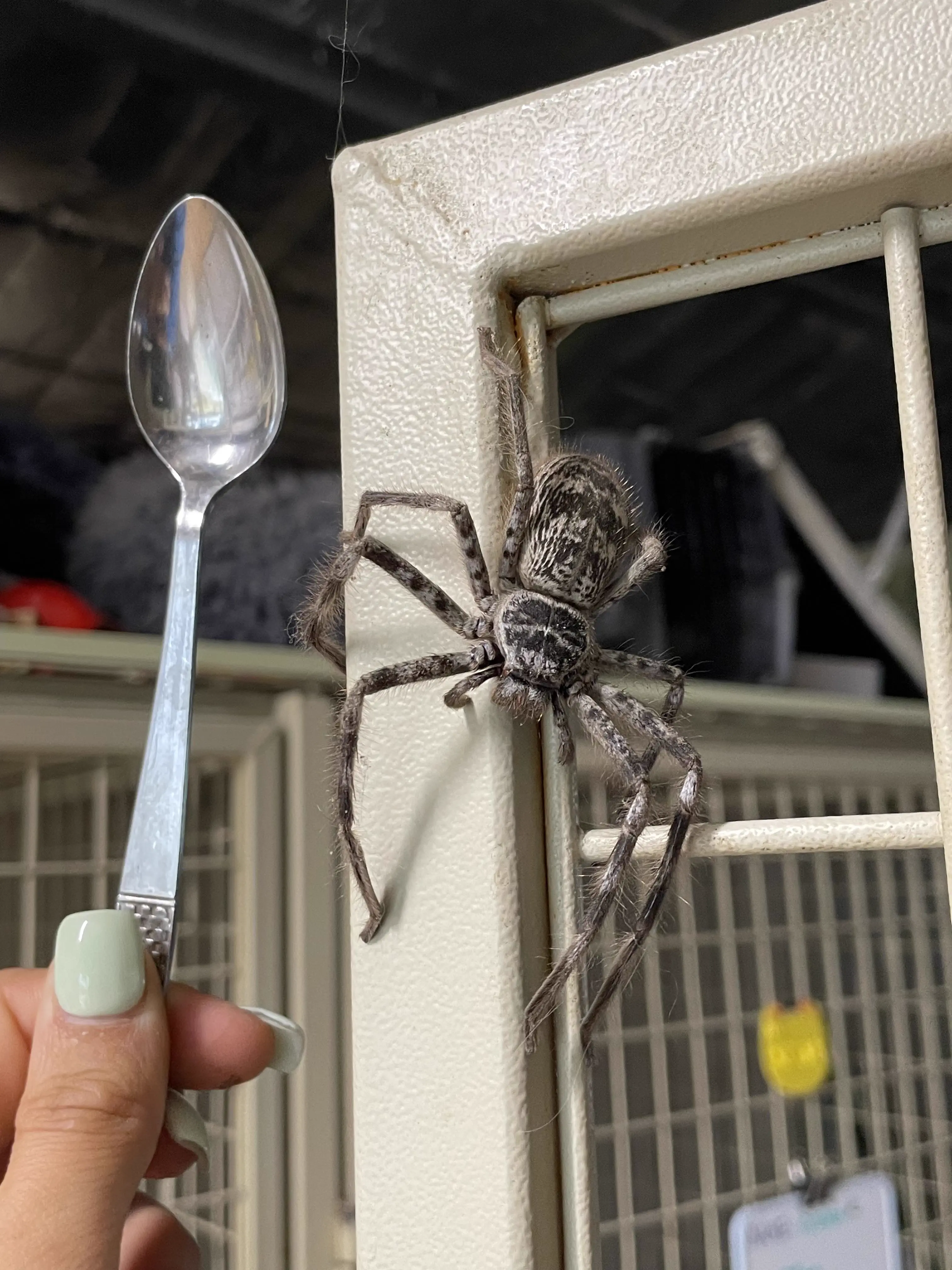 13 Absolute Units That Look Photoshopped But Aren't đ« 23 Absolute Units of a Giant Banded Huntsman
