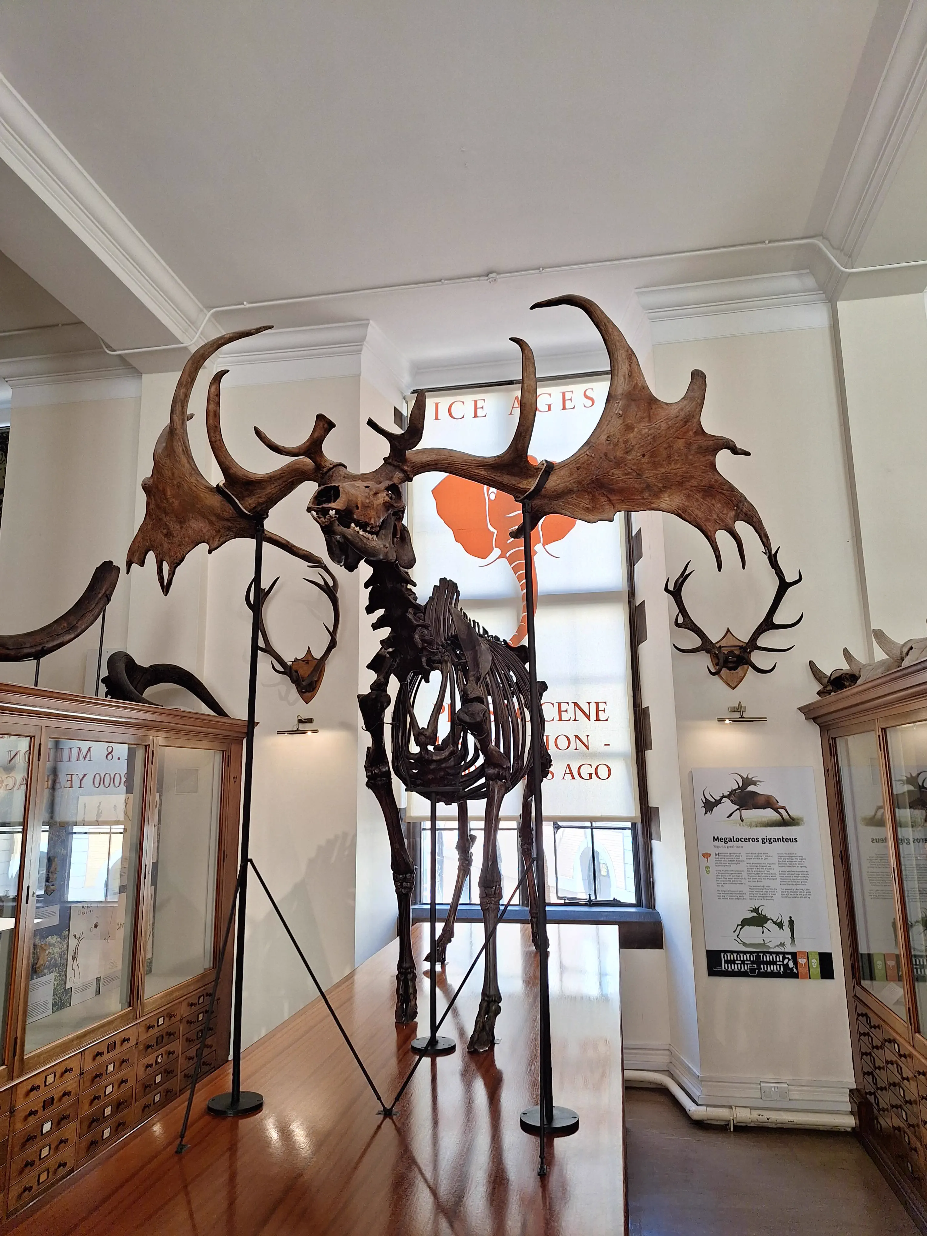 Why Are These 10 Absolute Units So Massive? đ« 19 Absolute Units of a giant deer skeleton