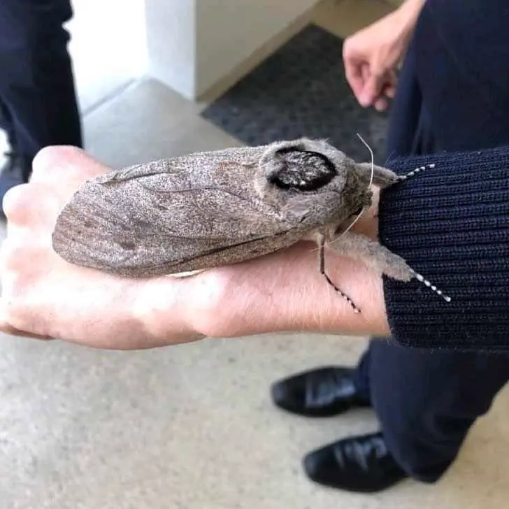 POV: You vs These 5 Absolute Tanks of Pure Chaos đ« 7 Absolute Units of a Giant Wood Moth