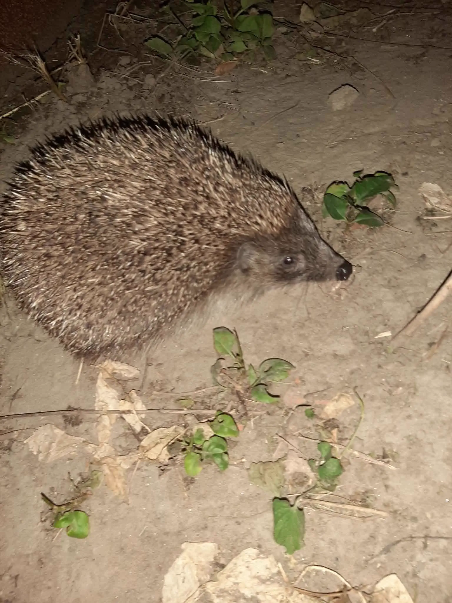 Why Are These 10 Absolute Units So Massive? đ« 18 Absolute Units of a hedgehog