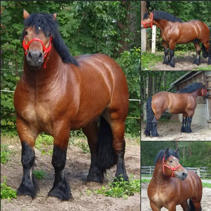 13 Absolute Units That Look Photoshopped But Aren't đ« 21 Absolute Units of a horse
