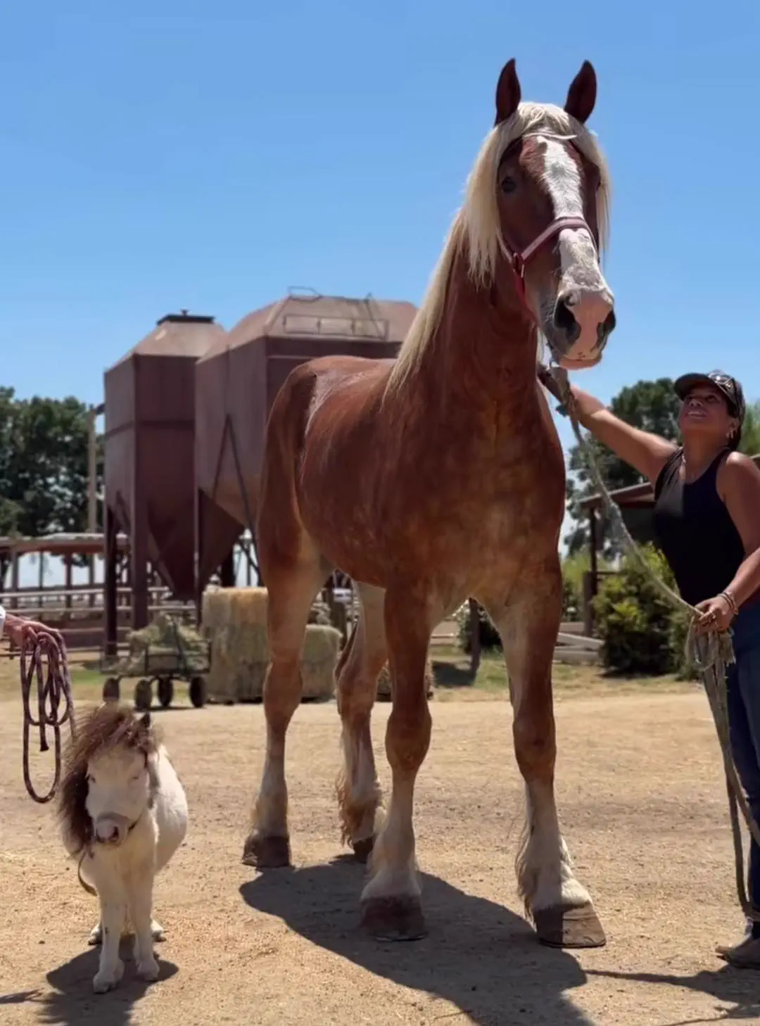 14 Absolute Units That Made Us Question Everything đ« 20 Absolute Units of a horse. Mini horse for scale.