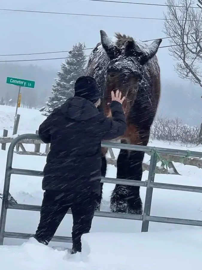 14 Absolute Units That Made Us Question Everything đ« 30 Absolute Units of a horse