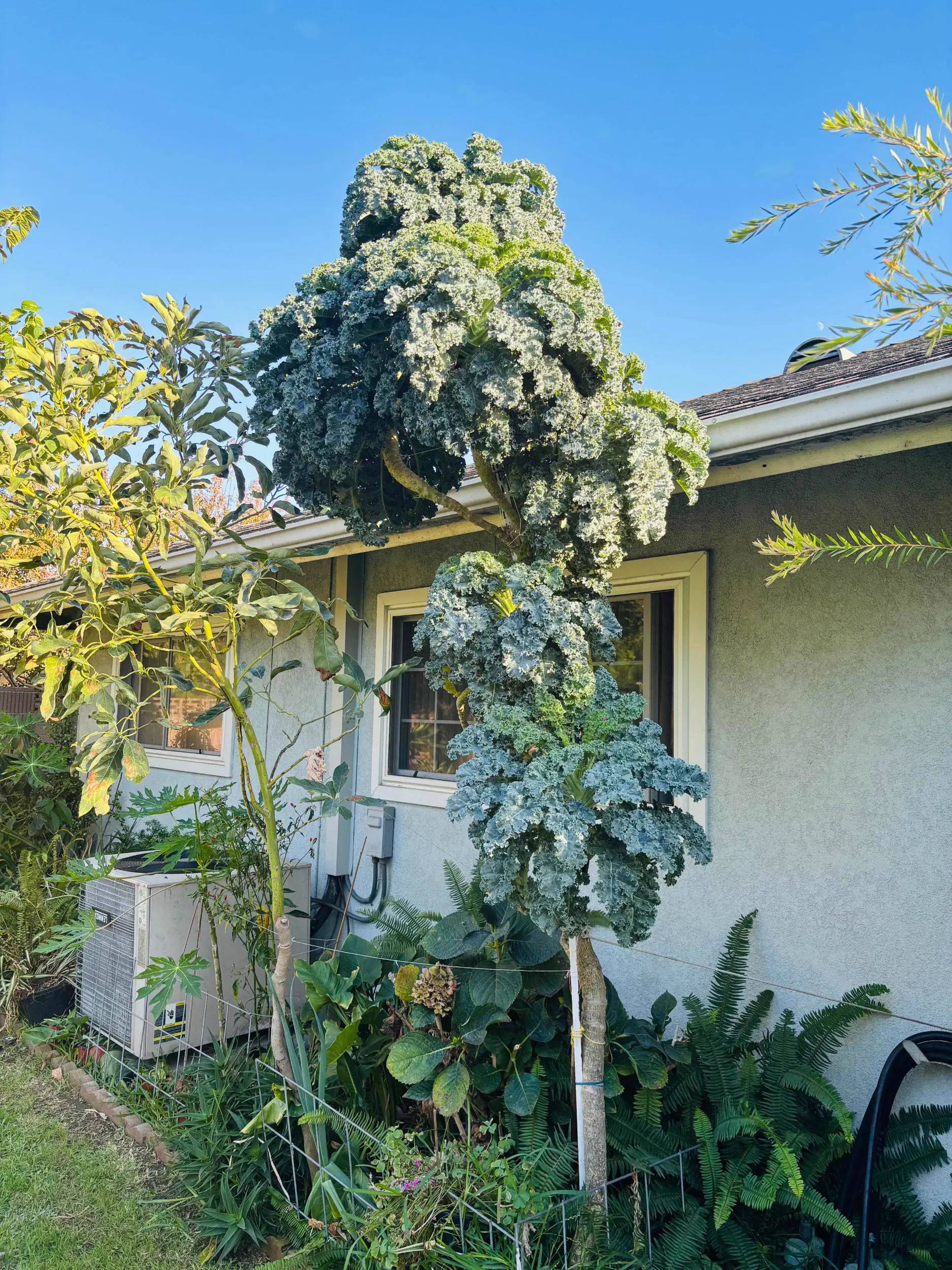 POV: You vs These 8 Absolute Units That Broke Reality 17 Absolute Units of a kale plant