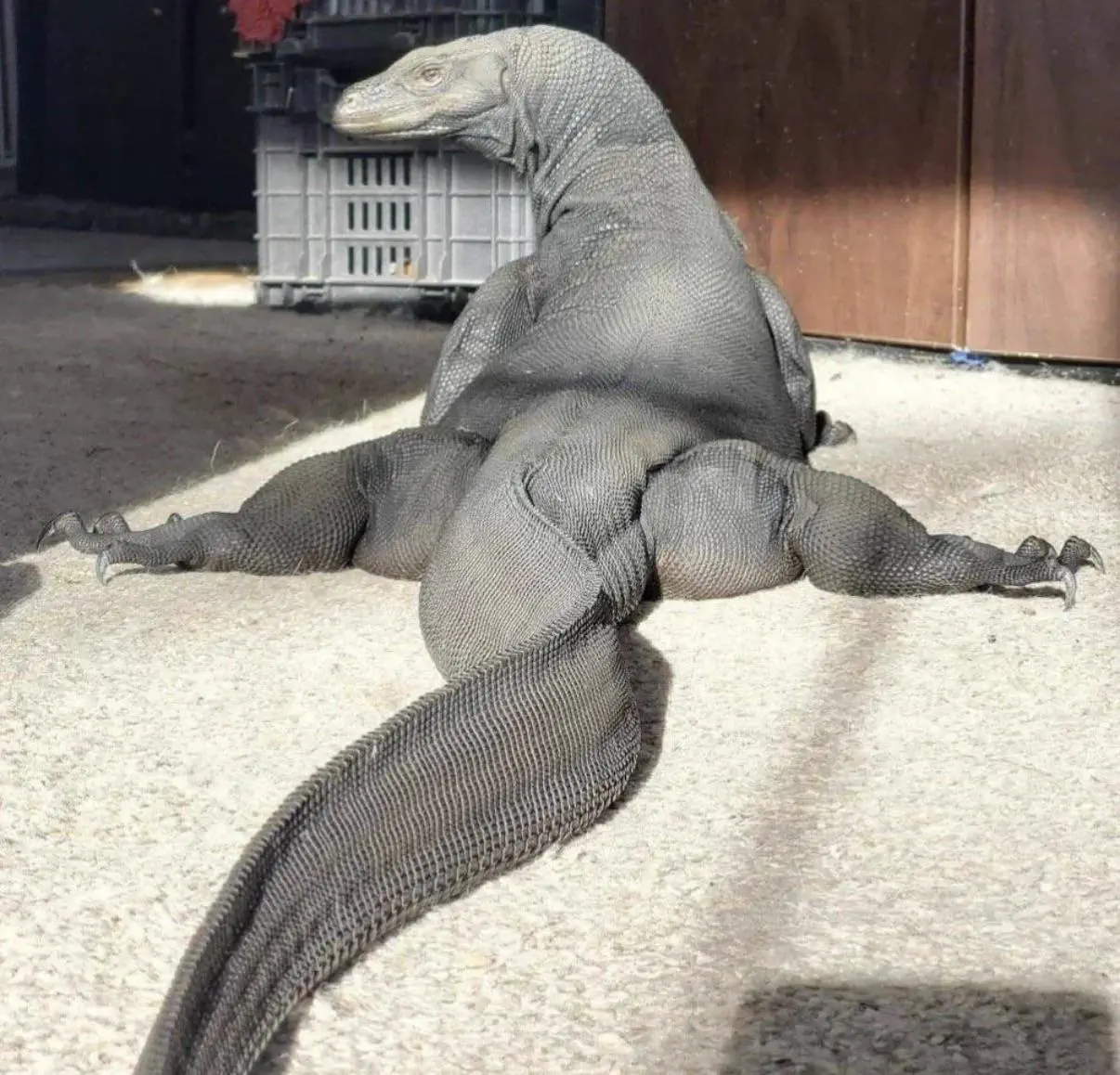 11 Absolute Units That Broke Our Brains Today đ« 22 Absolute Units of a Komodo dragon