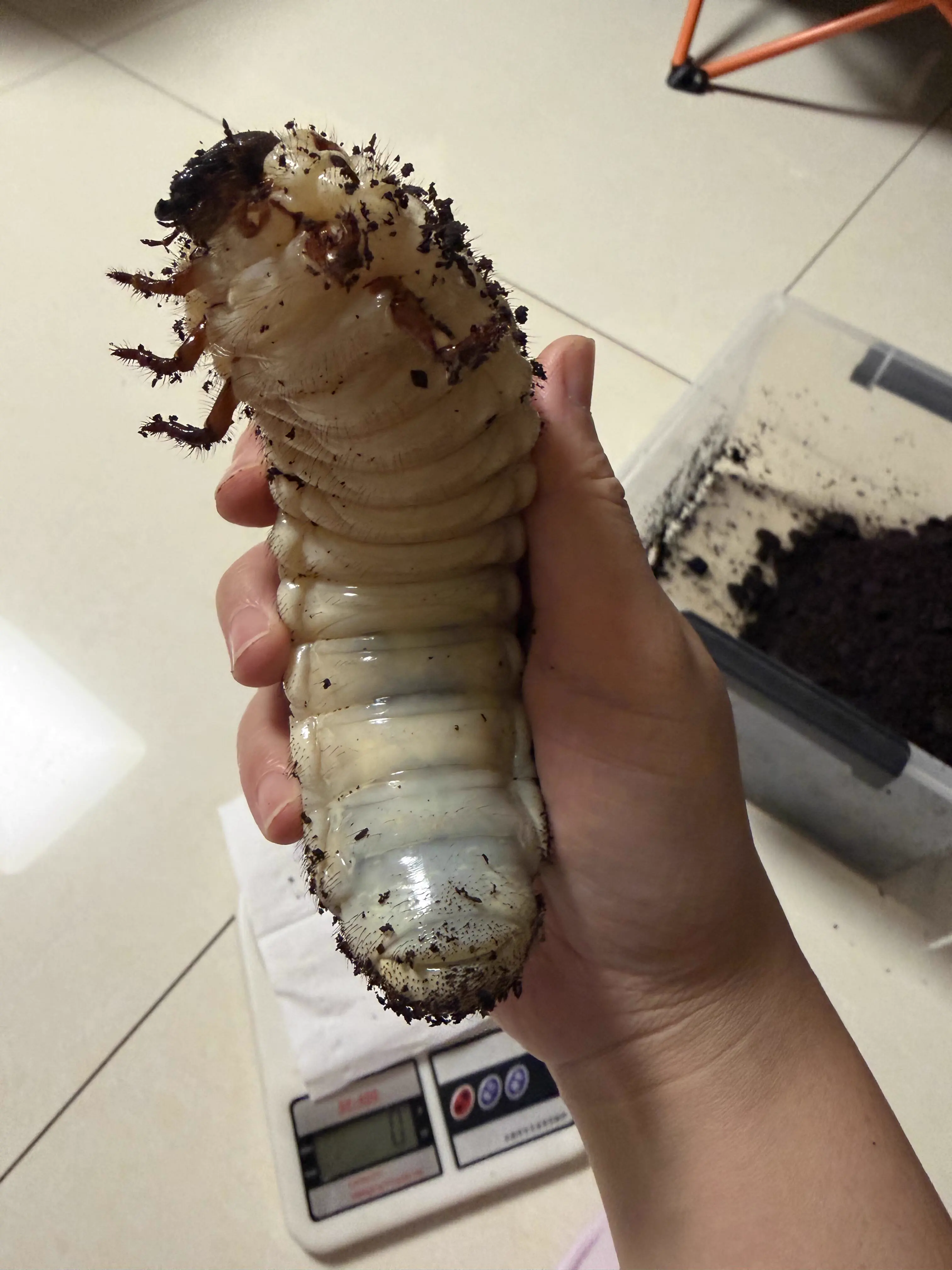 13 Absolute Units That Look Photoshopped But Aren't đ« 27 Absolute Units of a larva