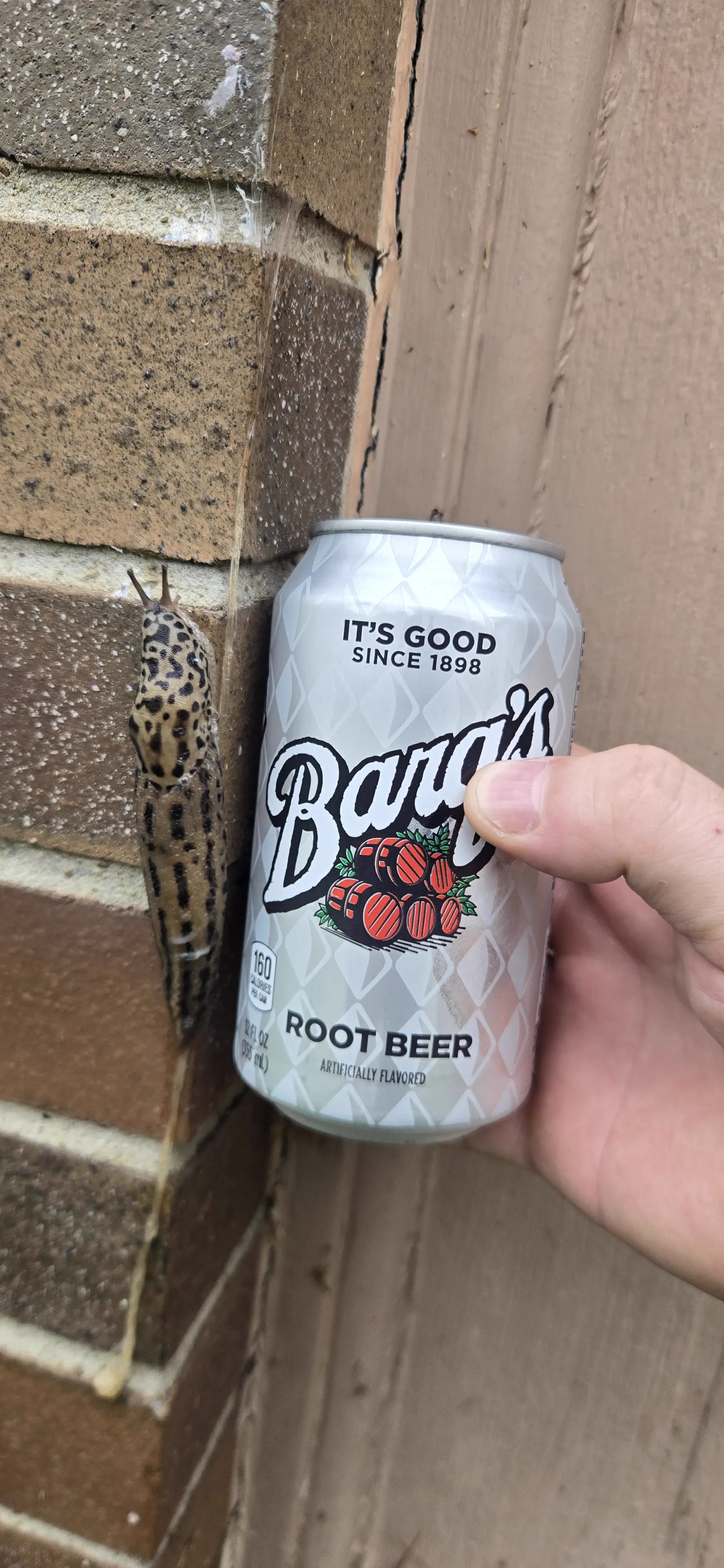 Why Are These 10 Absolute Units So Massive? đ« 14 Absolute Units of a leopard slug