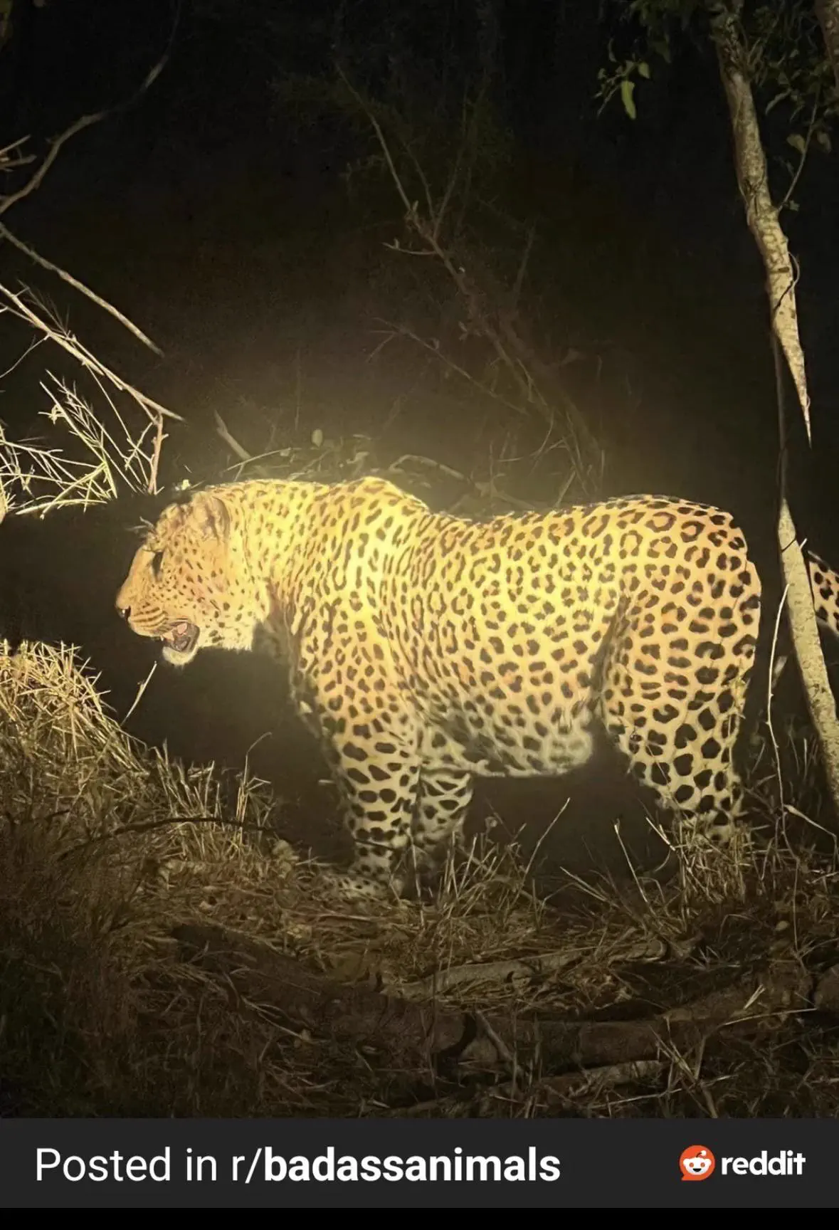 8 Everyday Objects That Mutated Into Absolute Units 12 Absolute Units of a Leopard