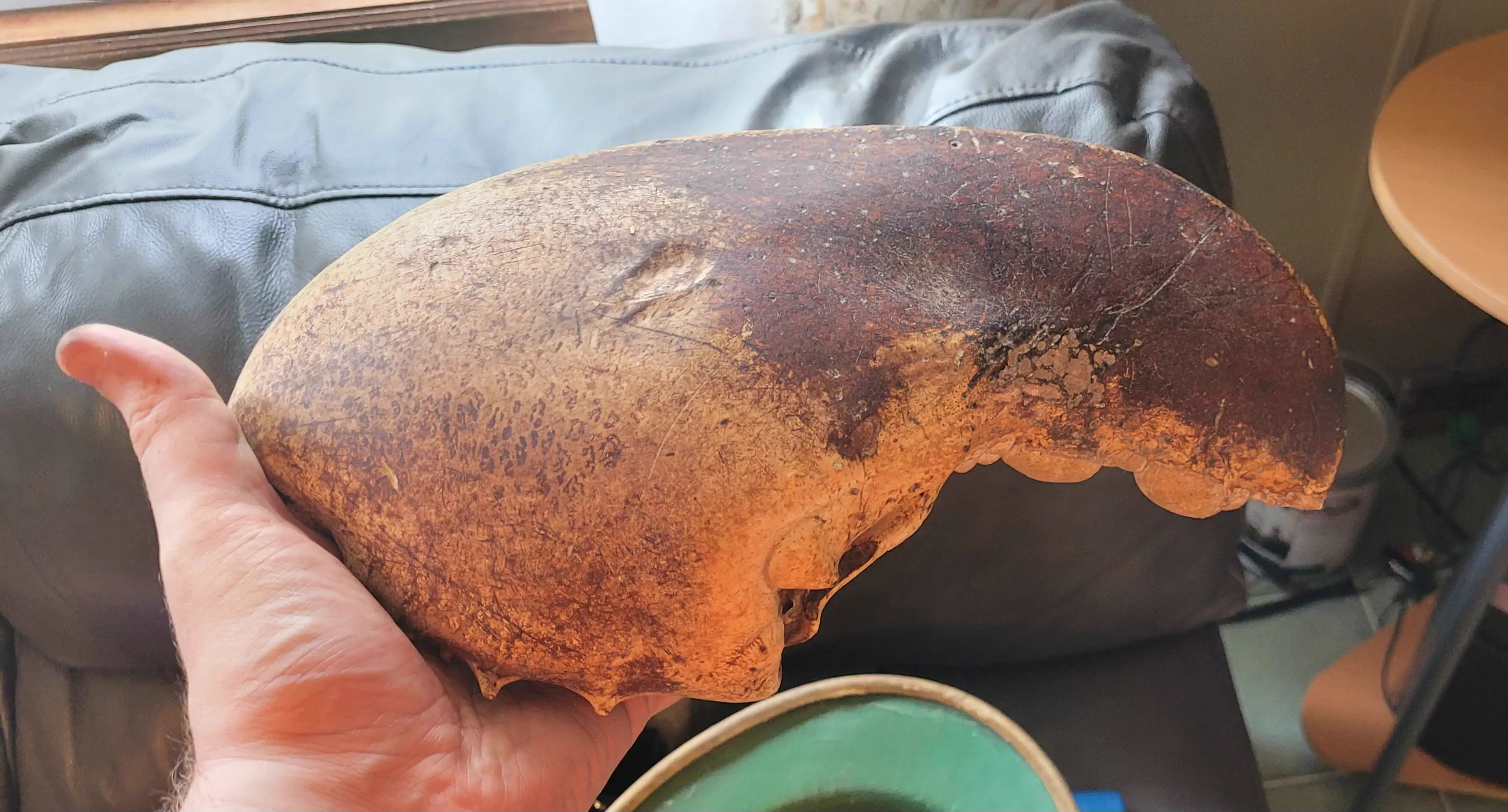 11 Everyday Objects That Puffed Up Into Absolute Units đ« 14 Absolute Units of a lobster claw