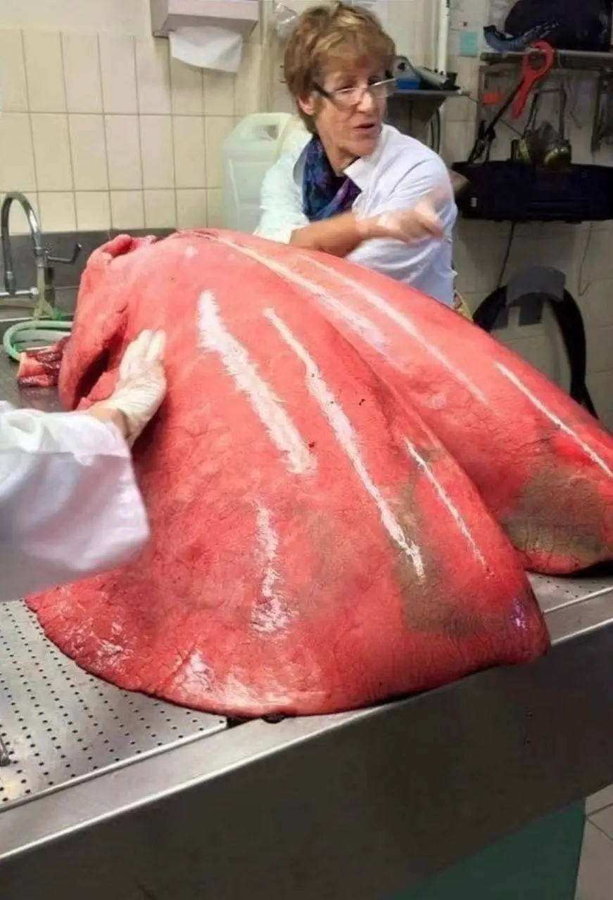 POV: You vs These 5 Absolute Tanks of Pure Chaos đ« 8 Absolute Units of a Lung