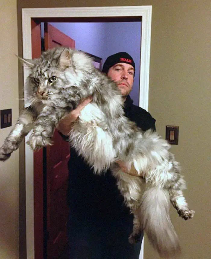 5 Chaotic Units That Rewrote the Rulebook đ« 9 Absolute Units of a Maine Coon
